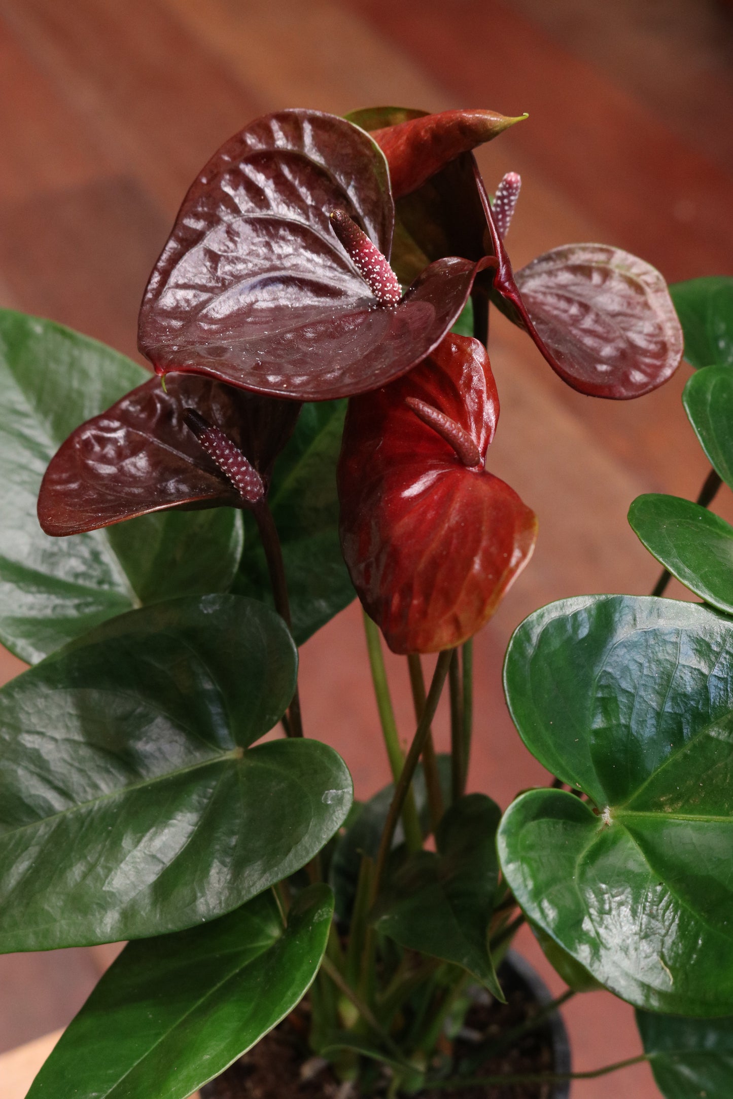 Anthurium (burgundy red)