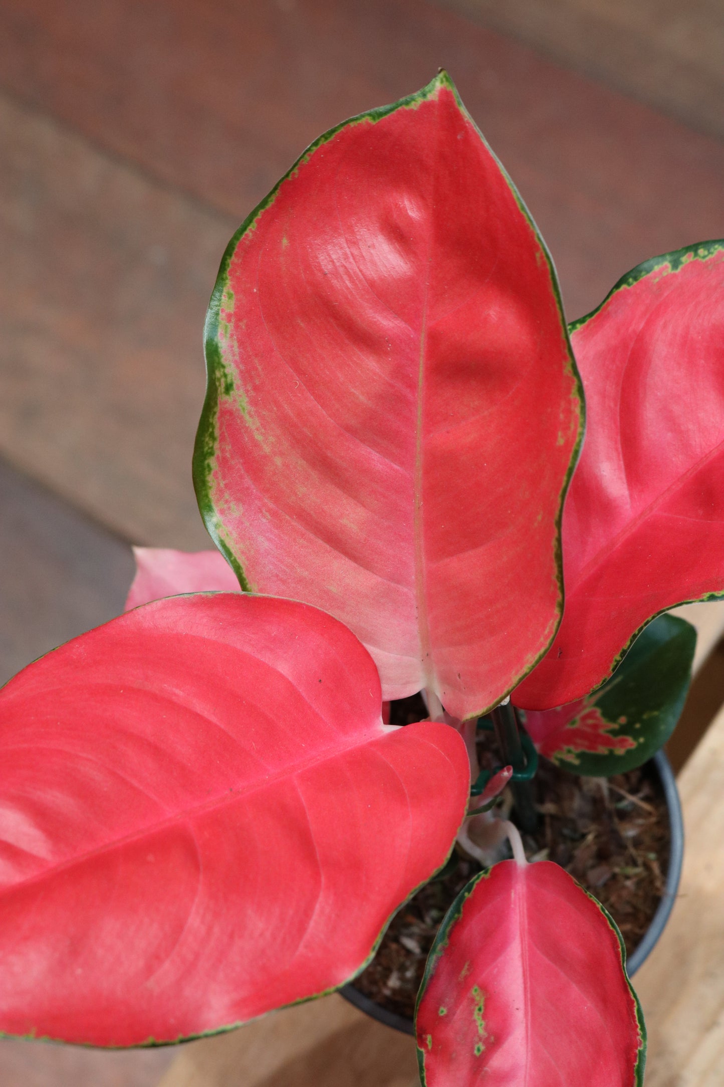Aglaonema