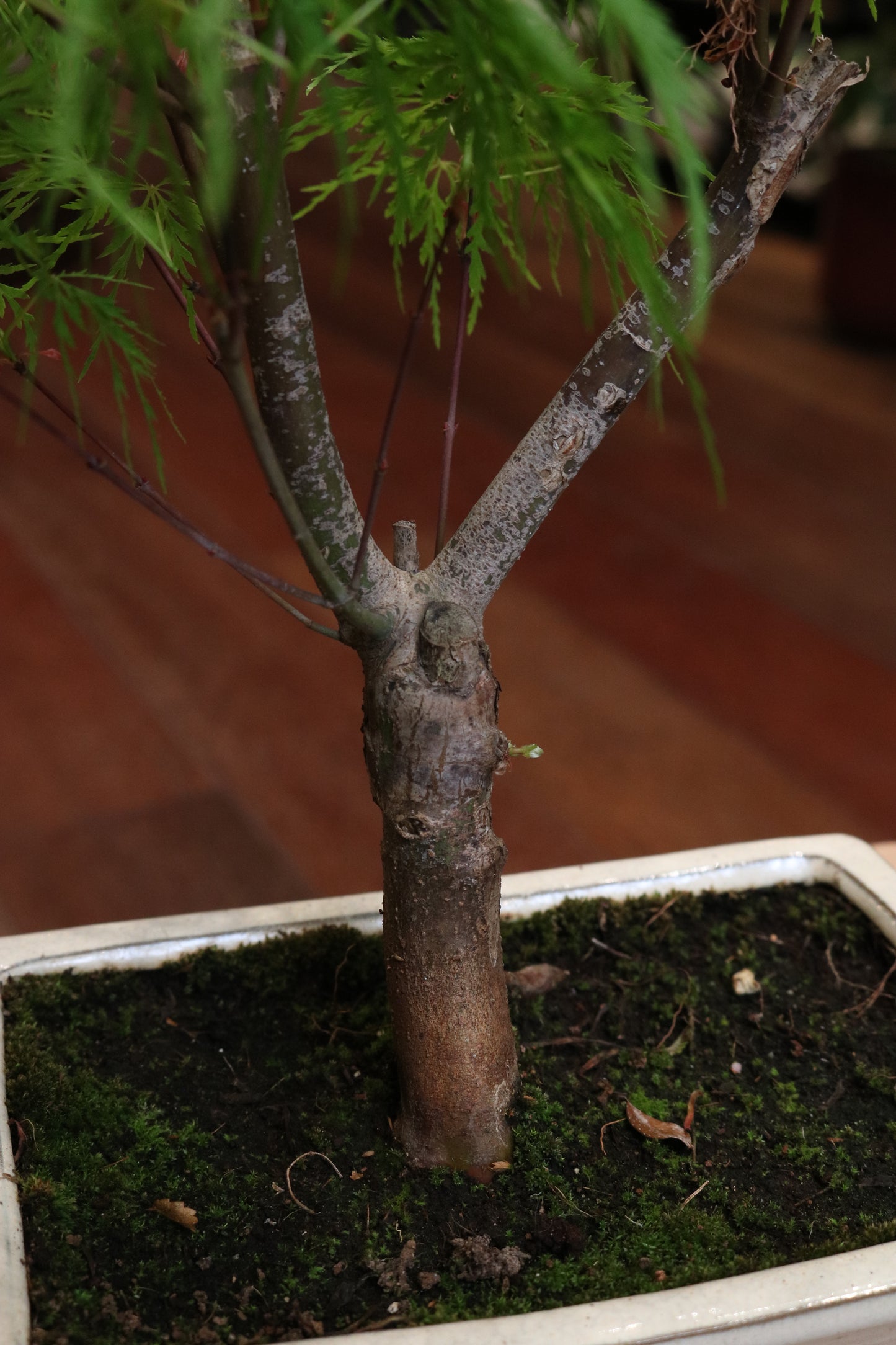 Redwood Bonsai