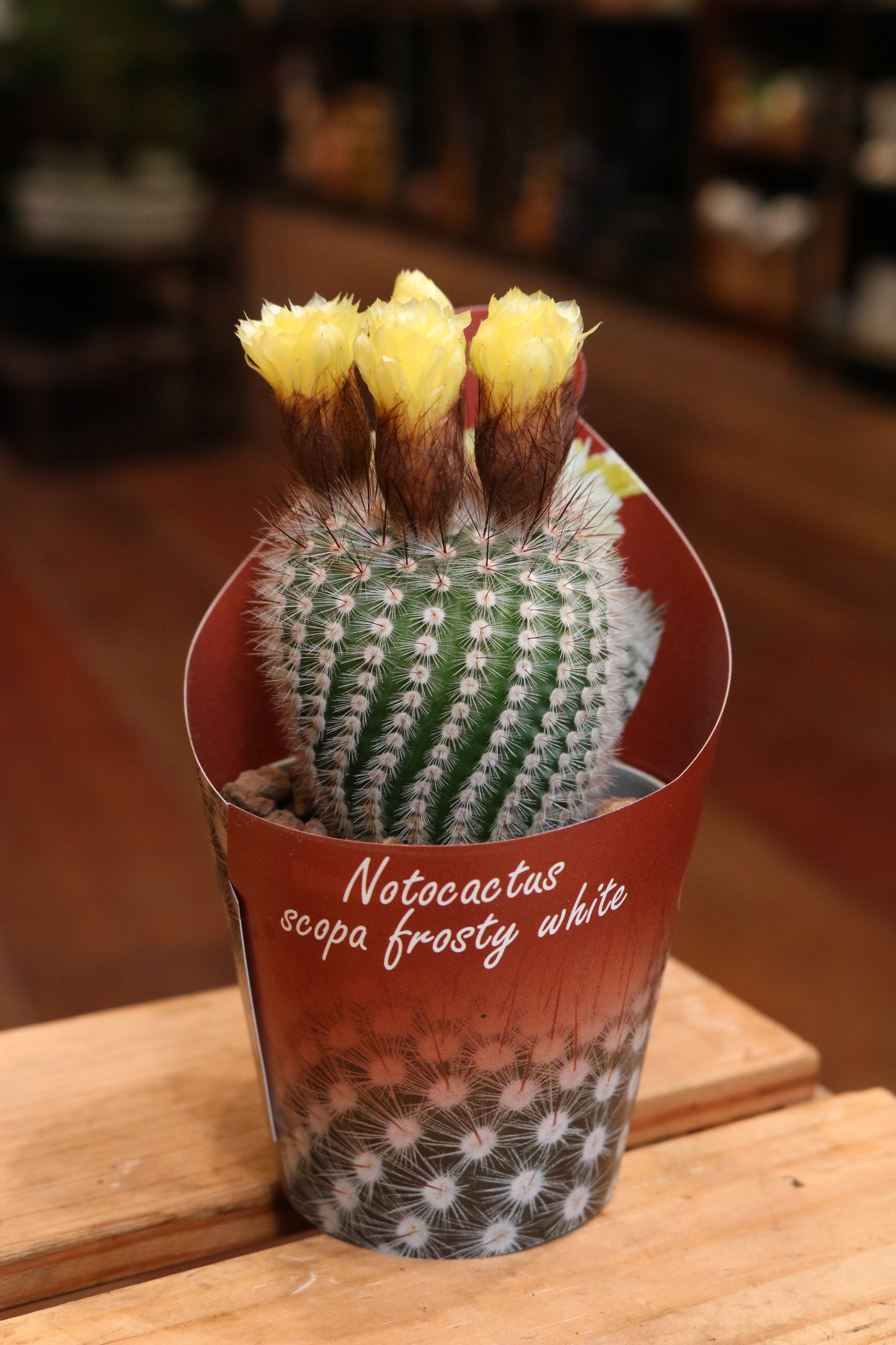 Notocactus Scopa 'Frosty White'