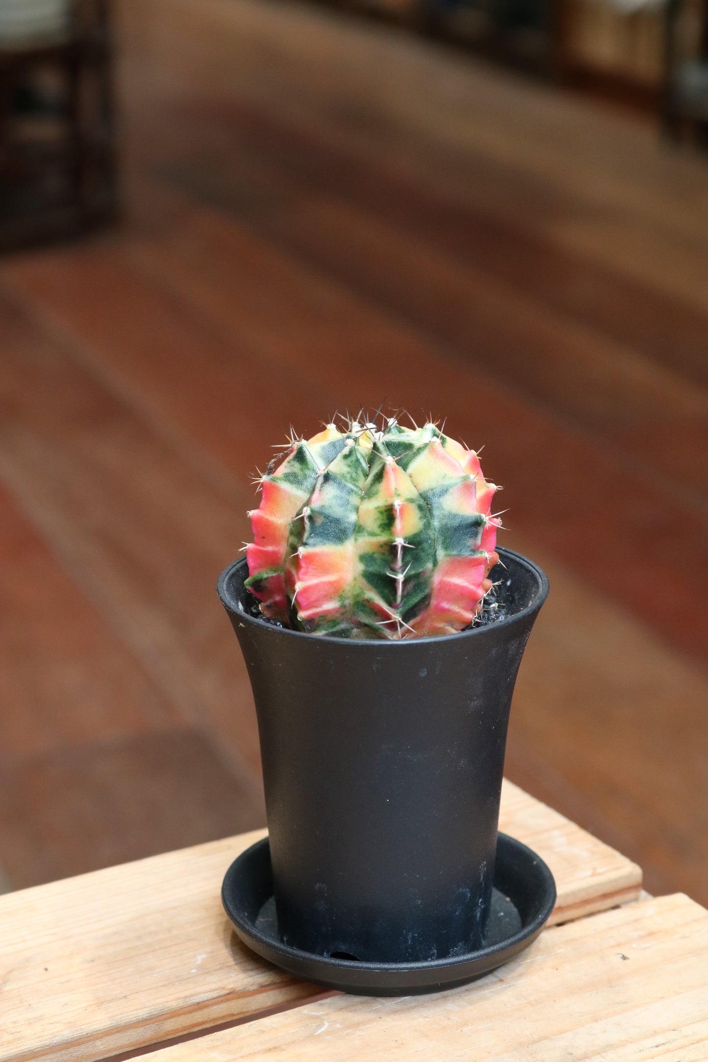 Gymnocalycium 'Japan'