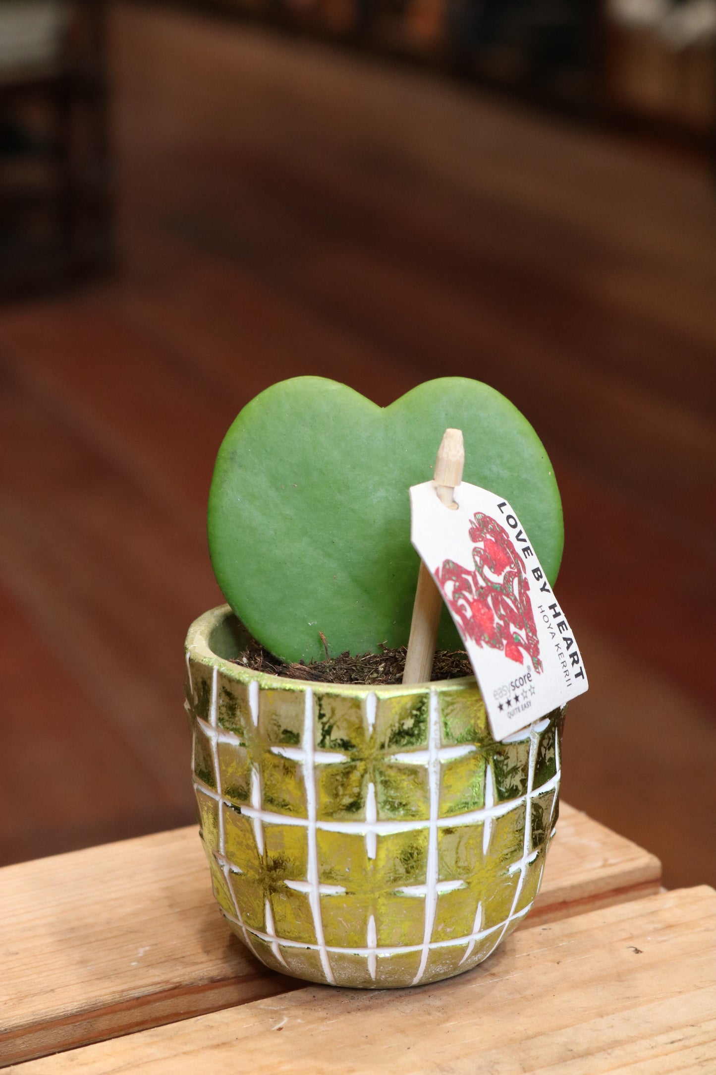 Hoya Kerrii