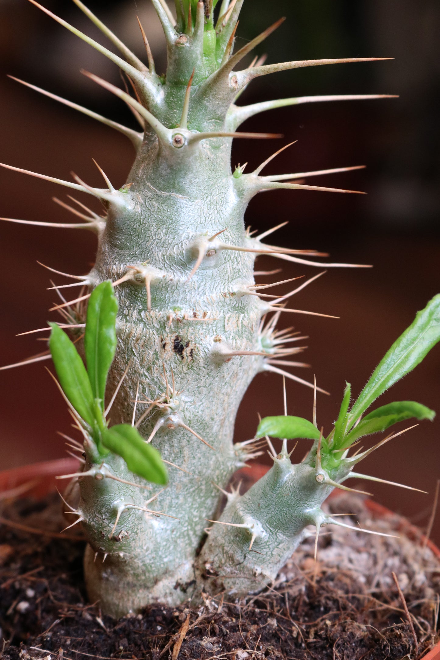 Pachypodium saundersii