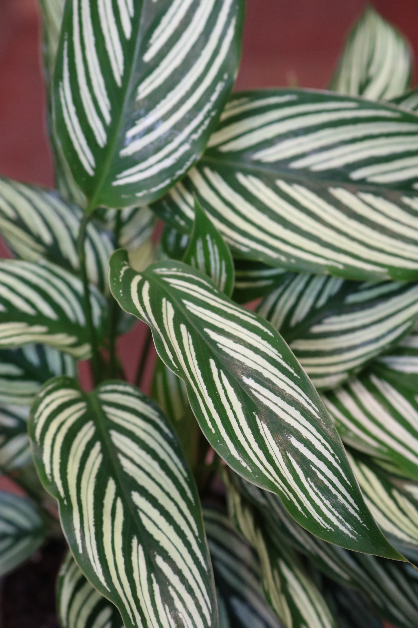 Calathea Majestica 'White Star'