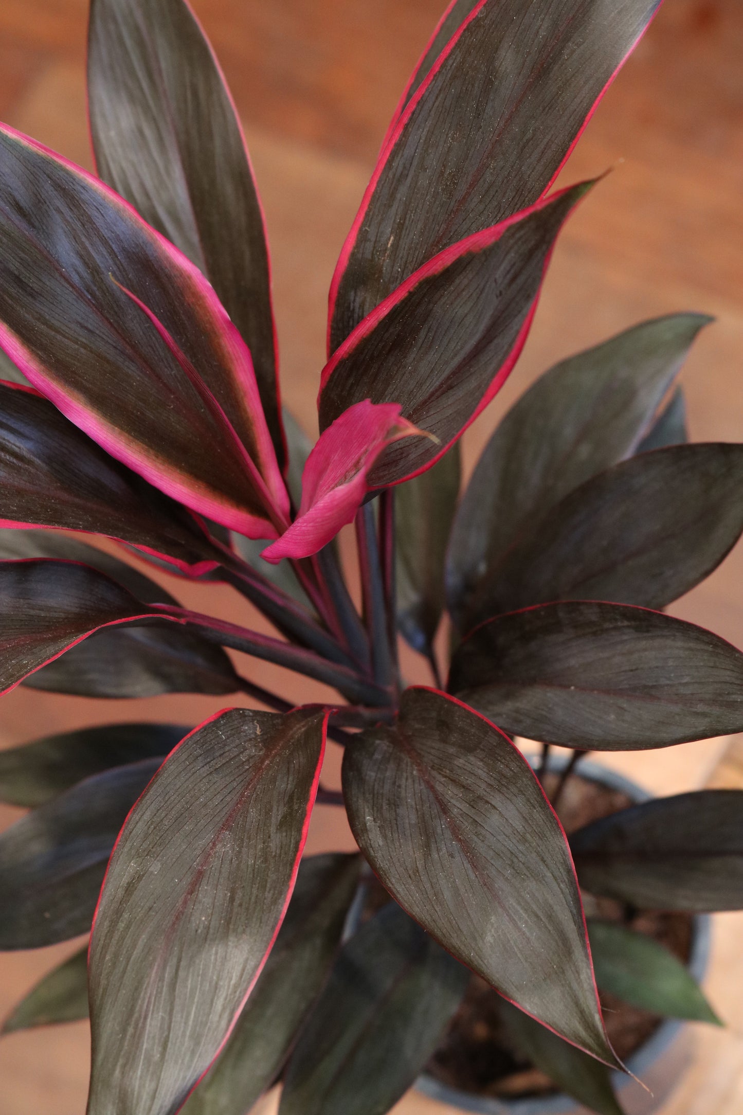 Cordyline 'Tango'