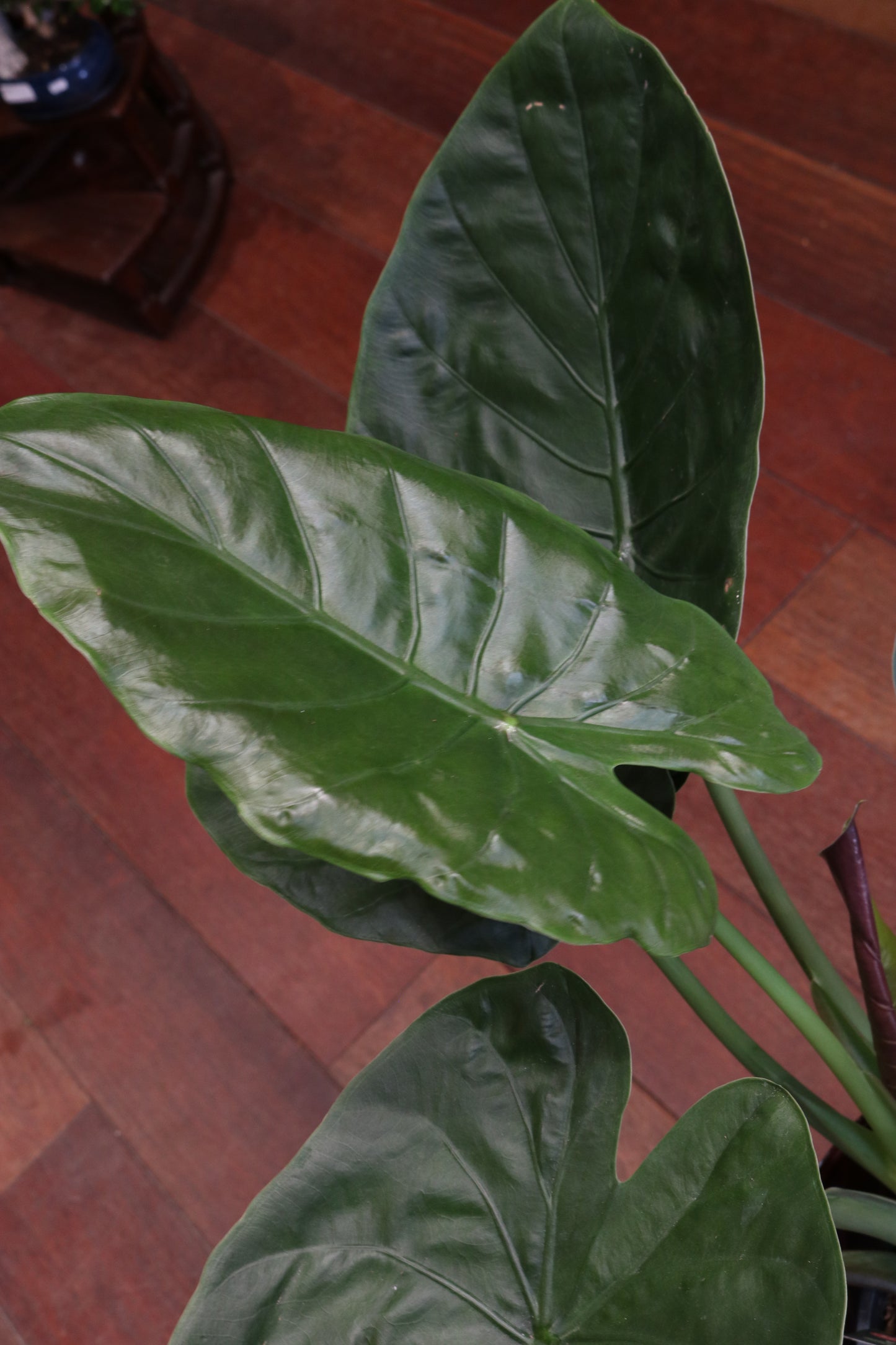 Alocasia Wentii (Olifantsoor)