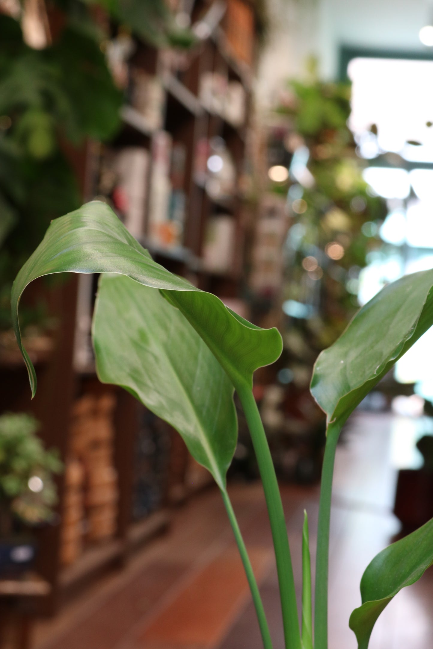 Strelitzia (Bird of Paradise)