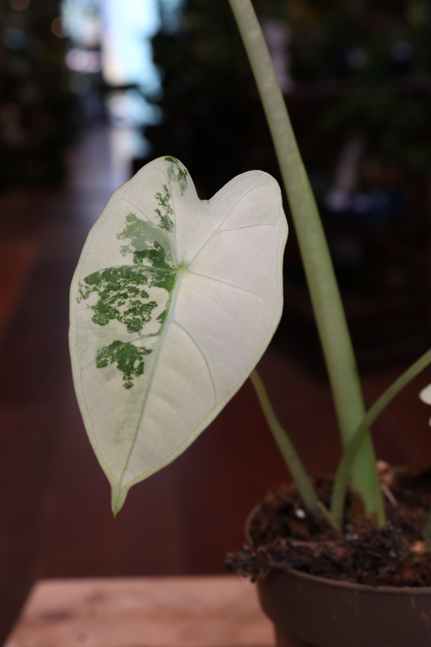 Alocasia Frydek Variegata