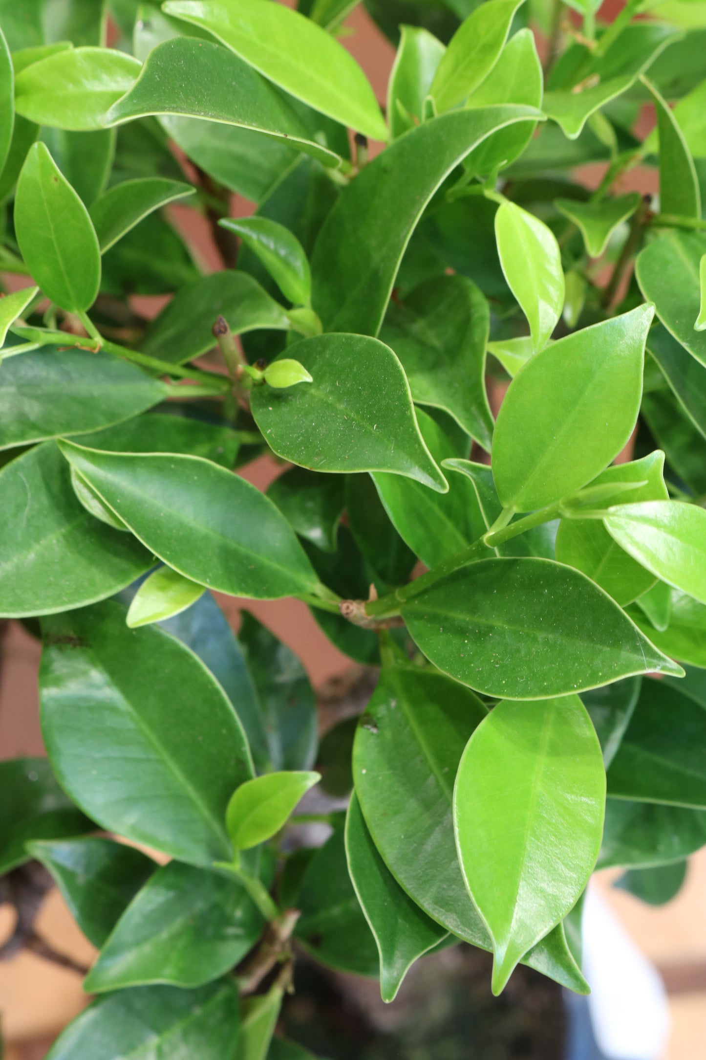Ficus Bonsai in round pot