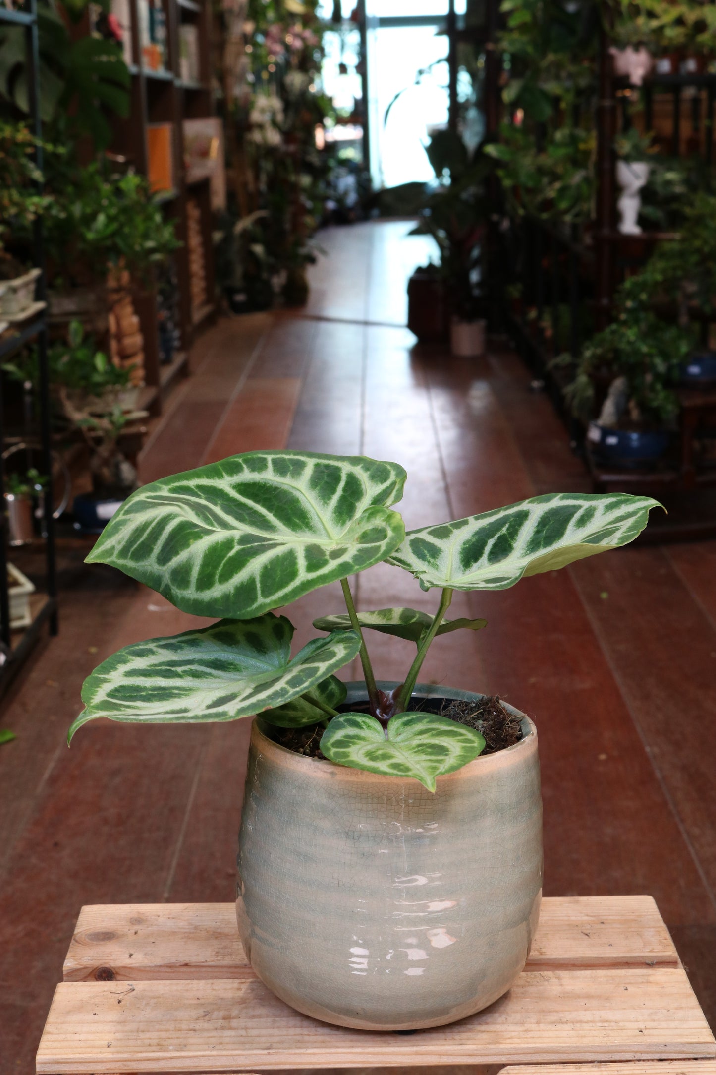 Anthurium 'Silver Blush'