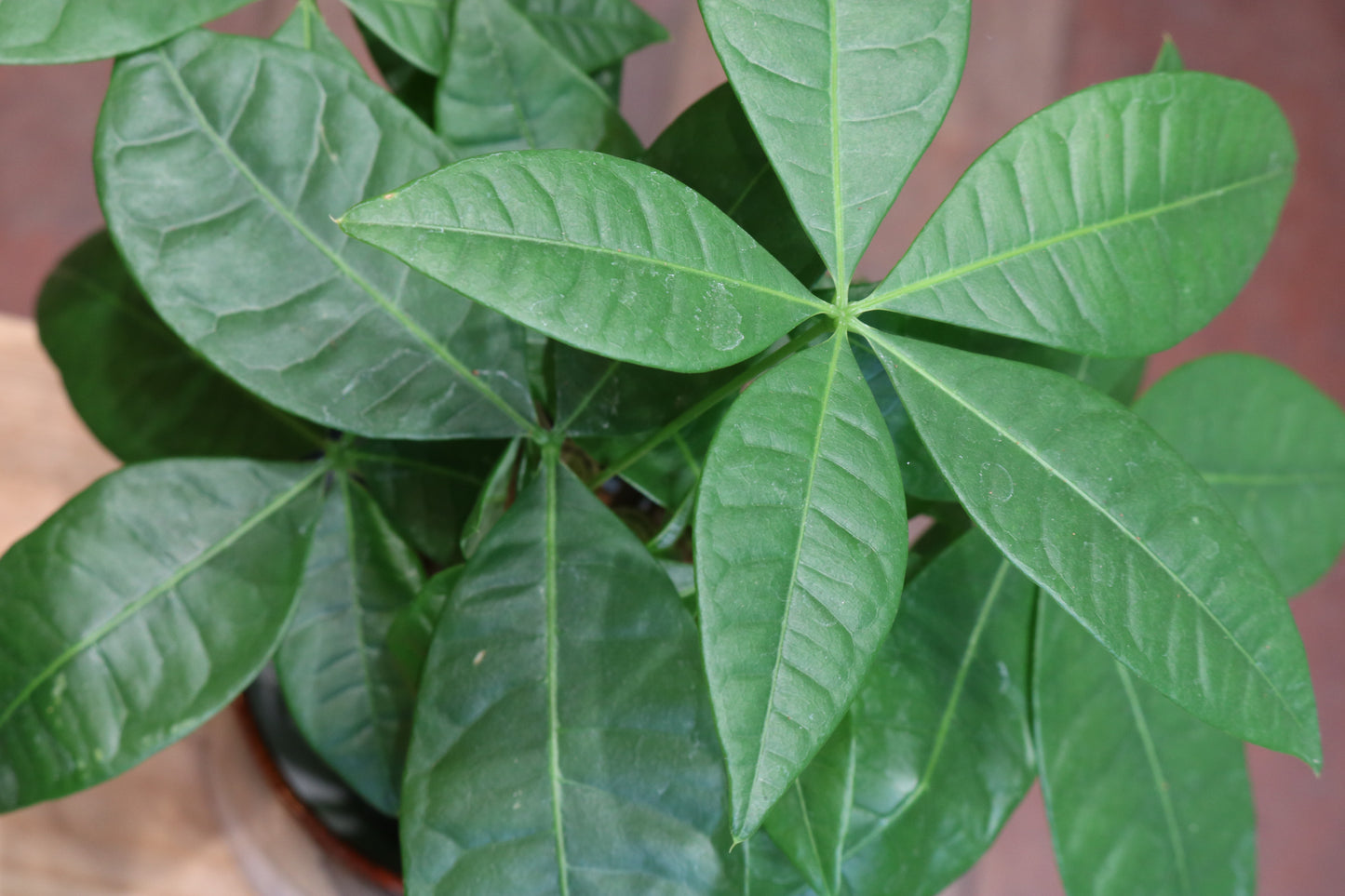 Pachira Aquatica