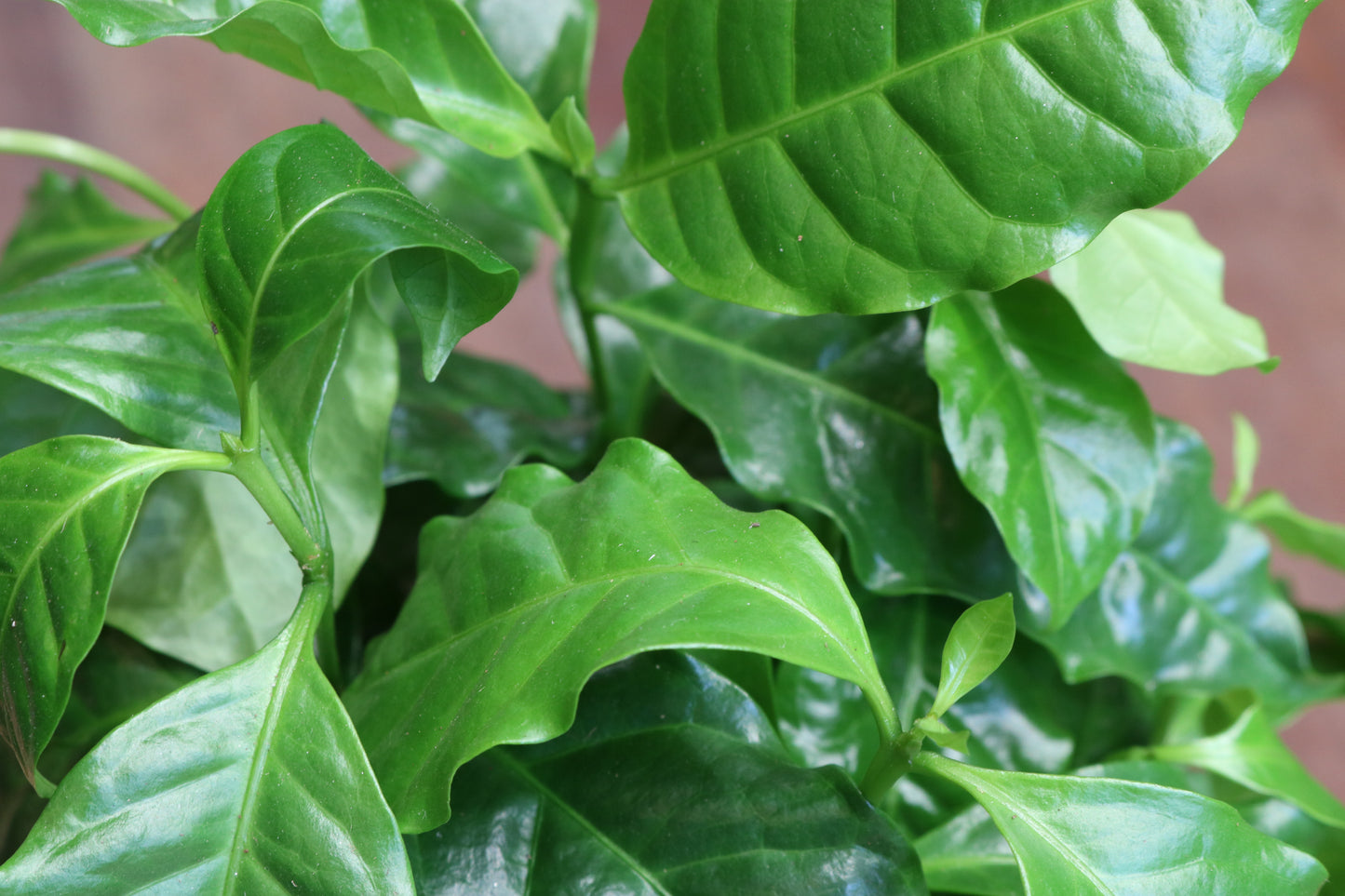 Coffea arabica (with pot)