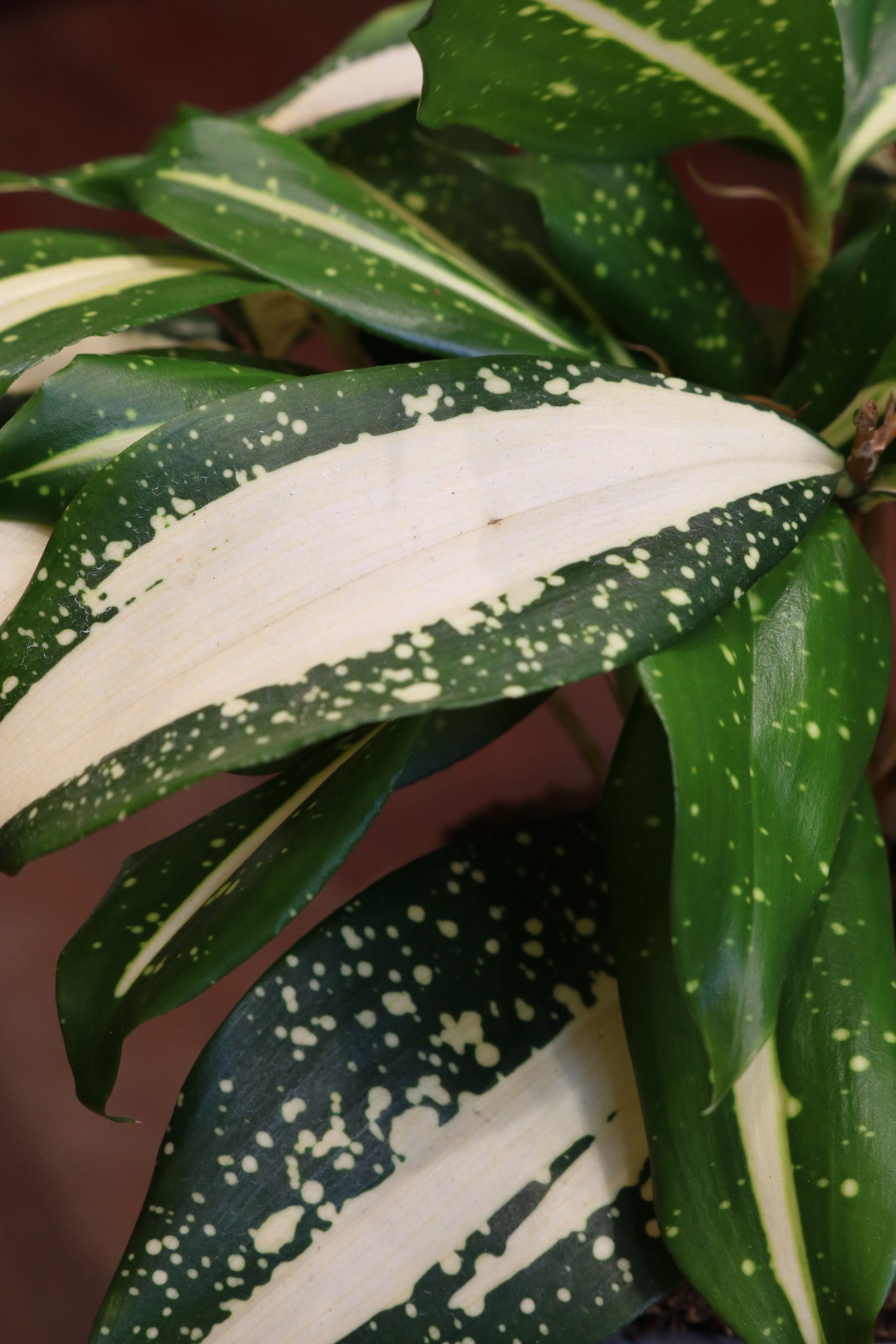 Dracaena Milky Way