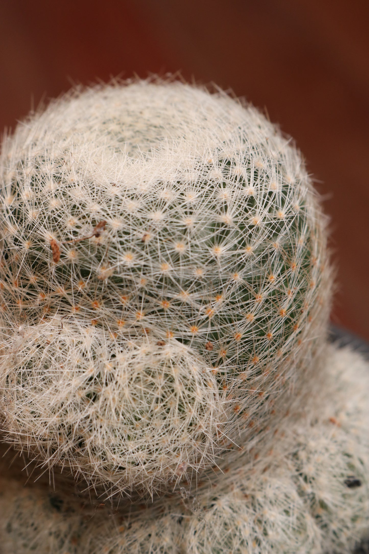Mammillaria (Pincushion Cactus)