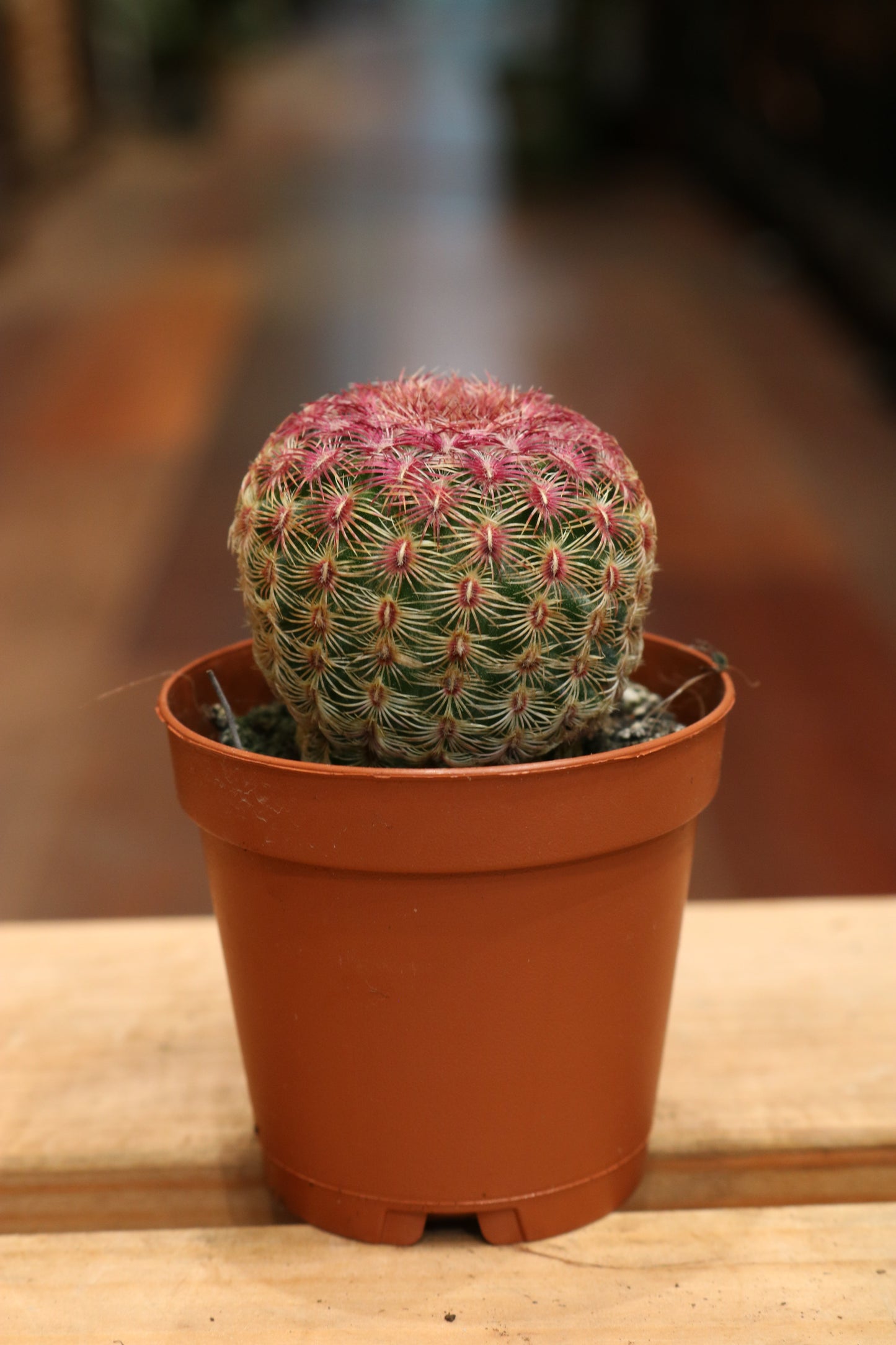 Echinocereus Pectinatus Rubispinus (mini)