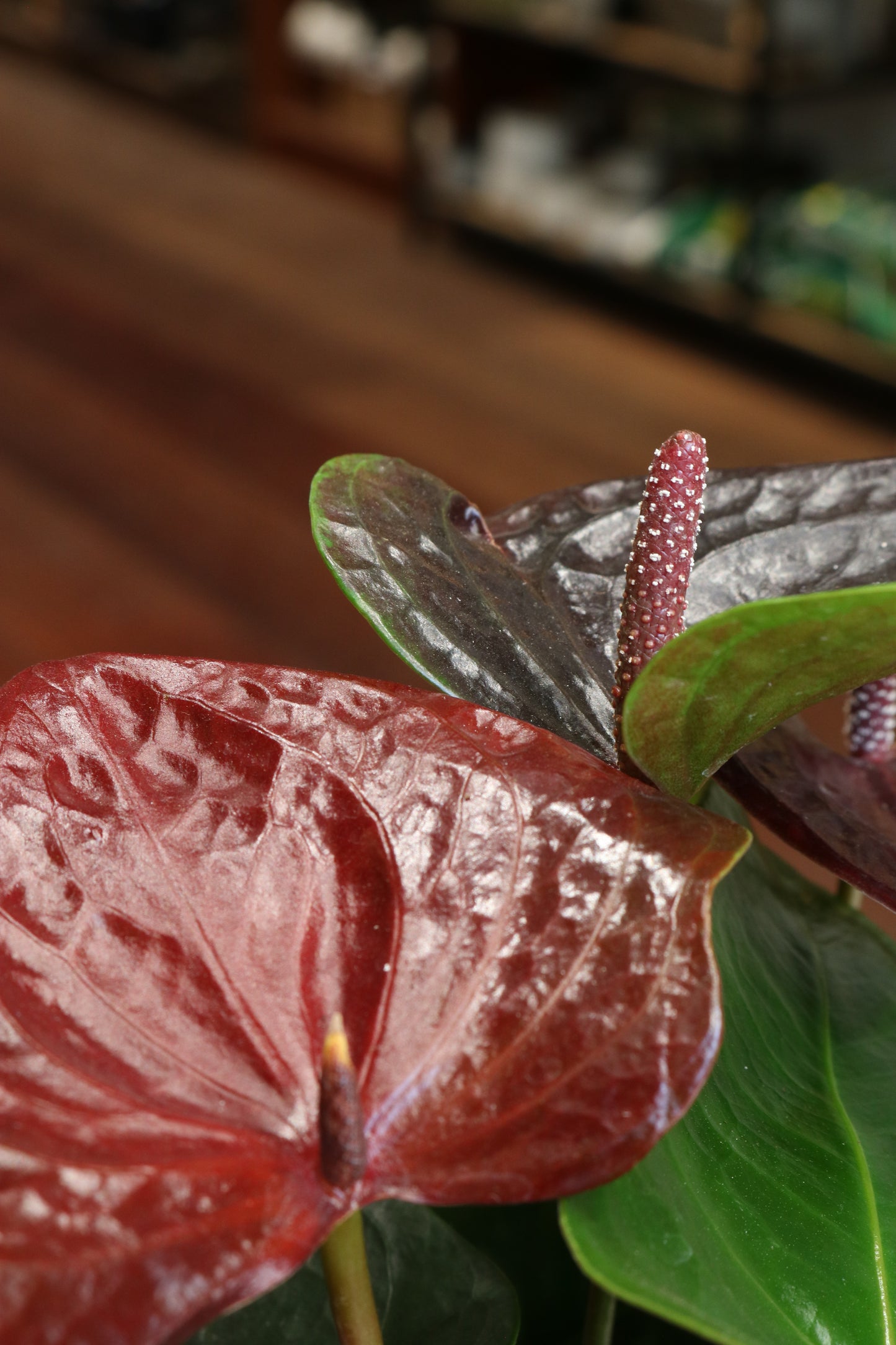 Anthurium 'Essencia'
