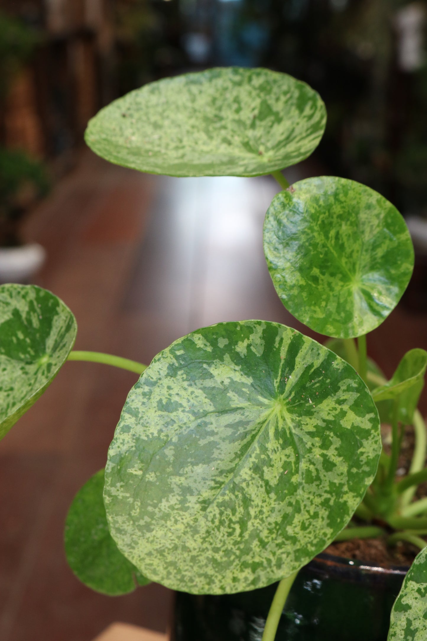 Pilea Mojito