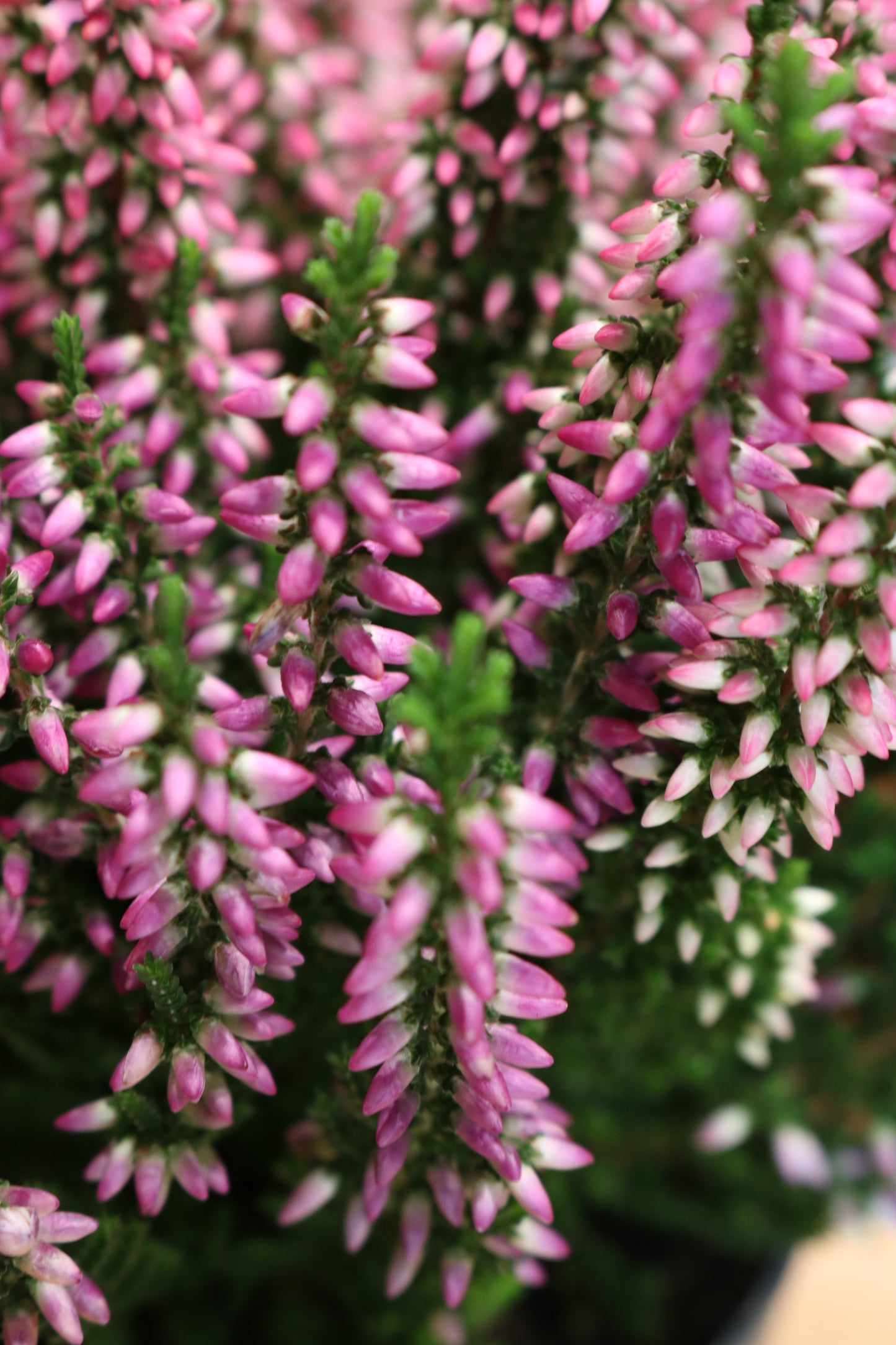 Calluna Vulgaris