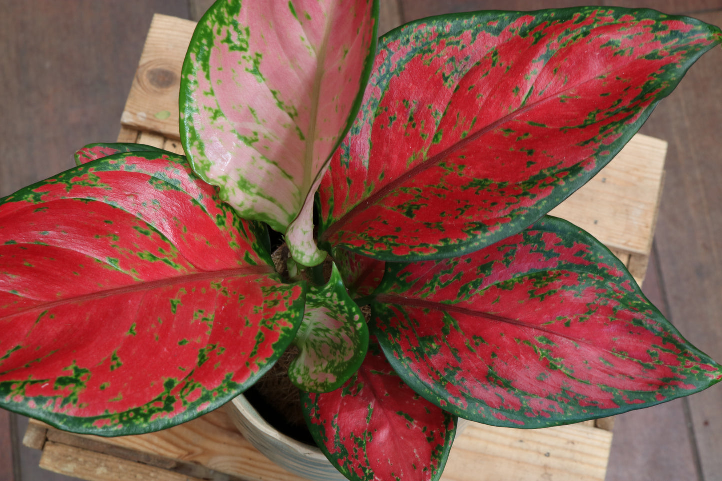 Aglaonema Red Joy (medium)