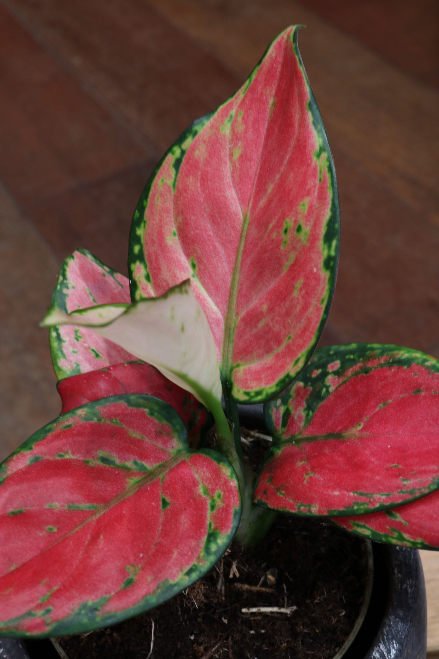 Aglaonema Red Joy (mini)
