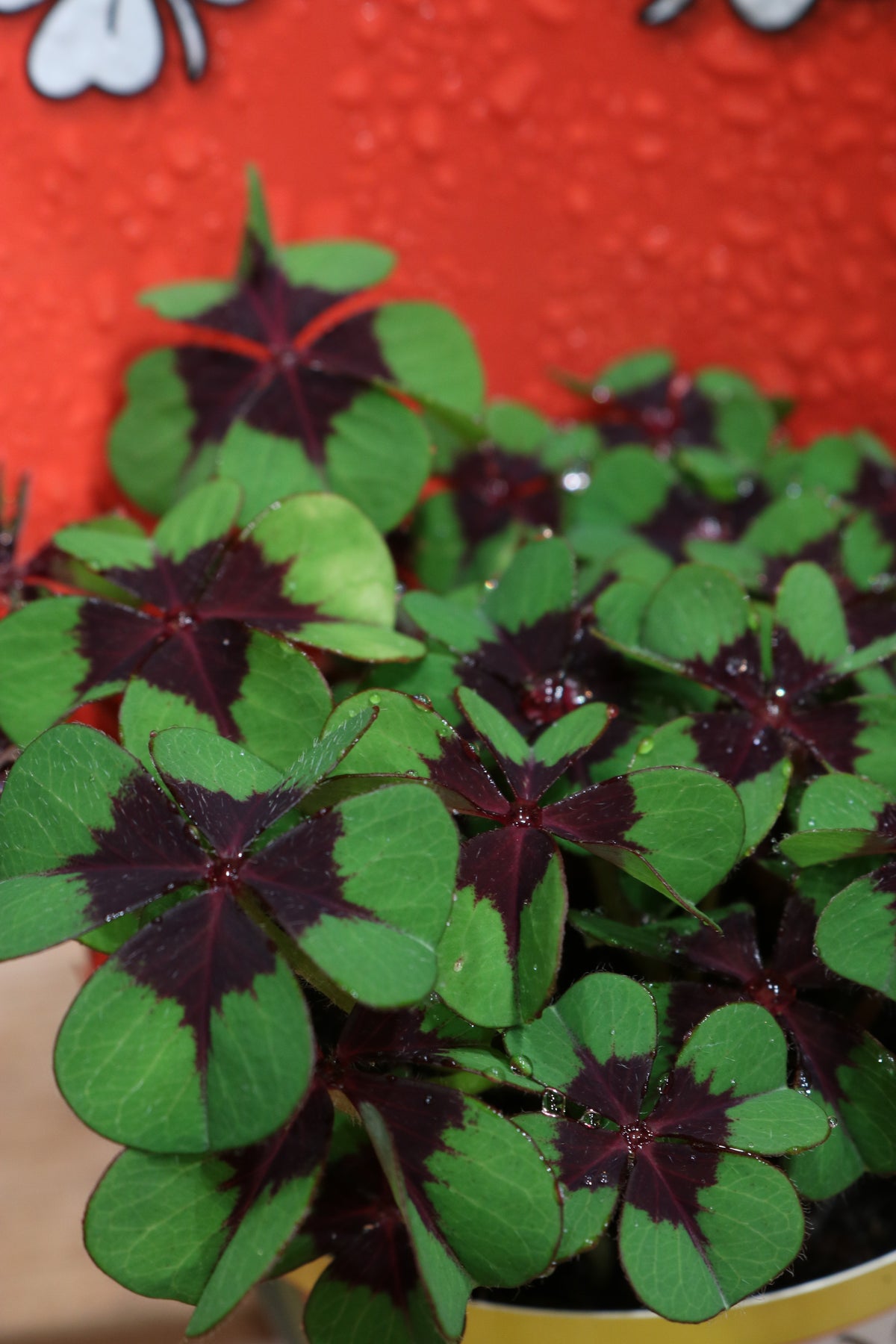 Oxalis Deppei 'Iron Cross' (Klavertje Vier)