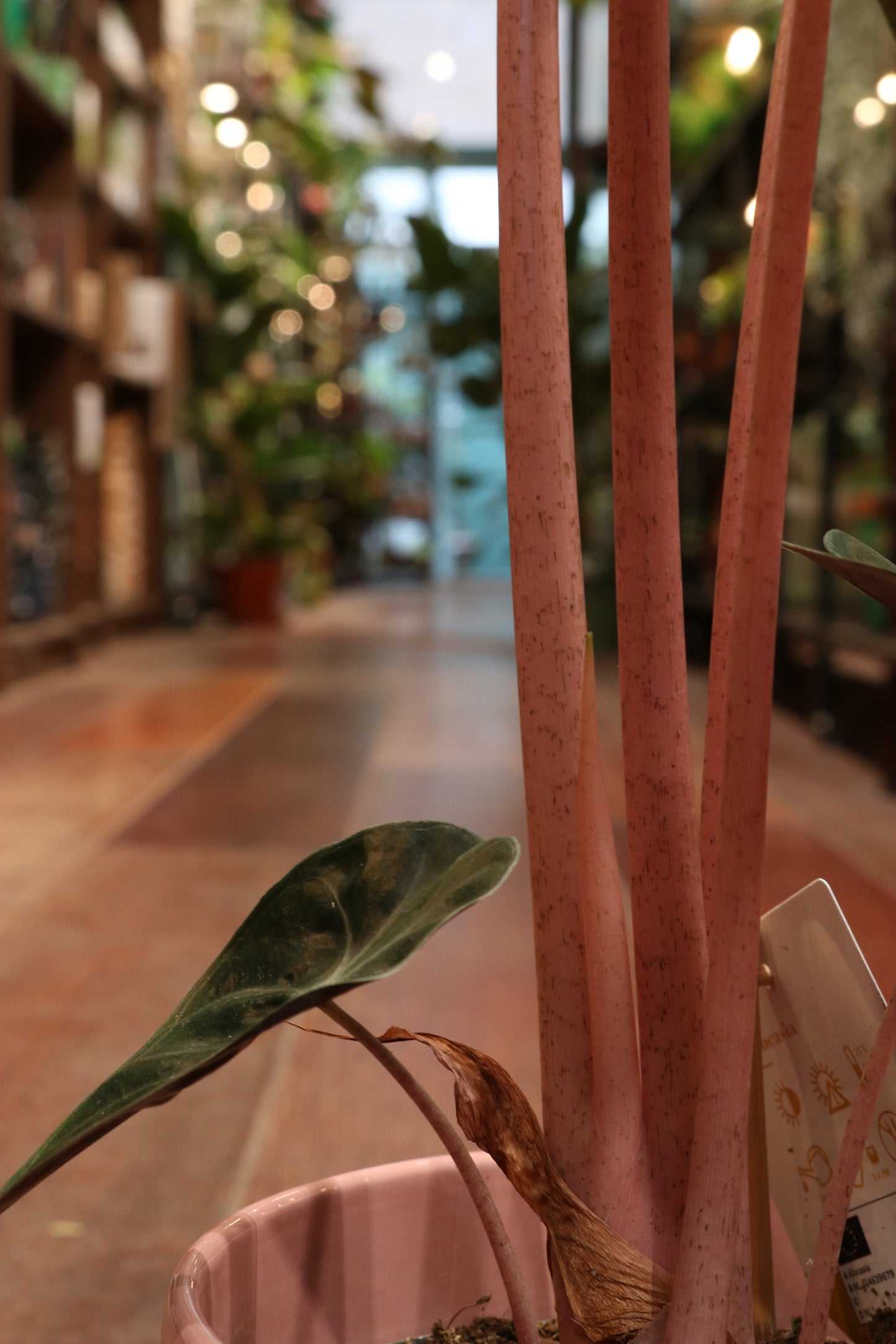 Alocasia Pink Dragon
