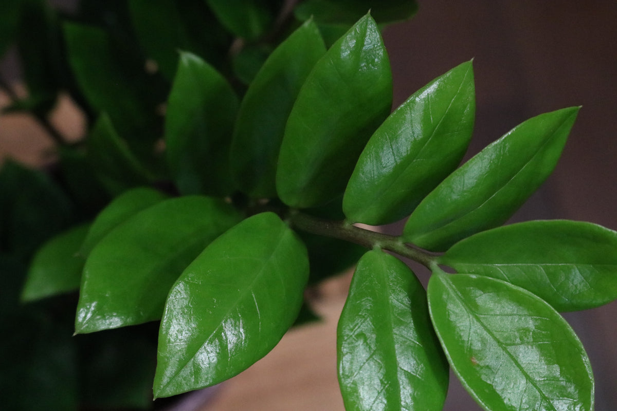 ZZ Plant (Zamioculcas Zamiifolia)