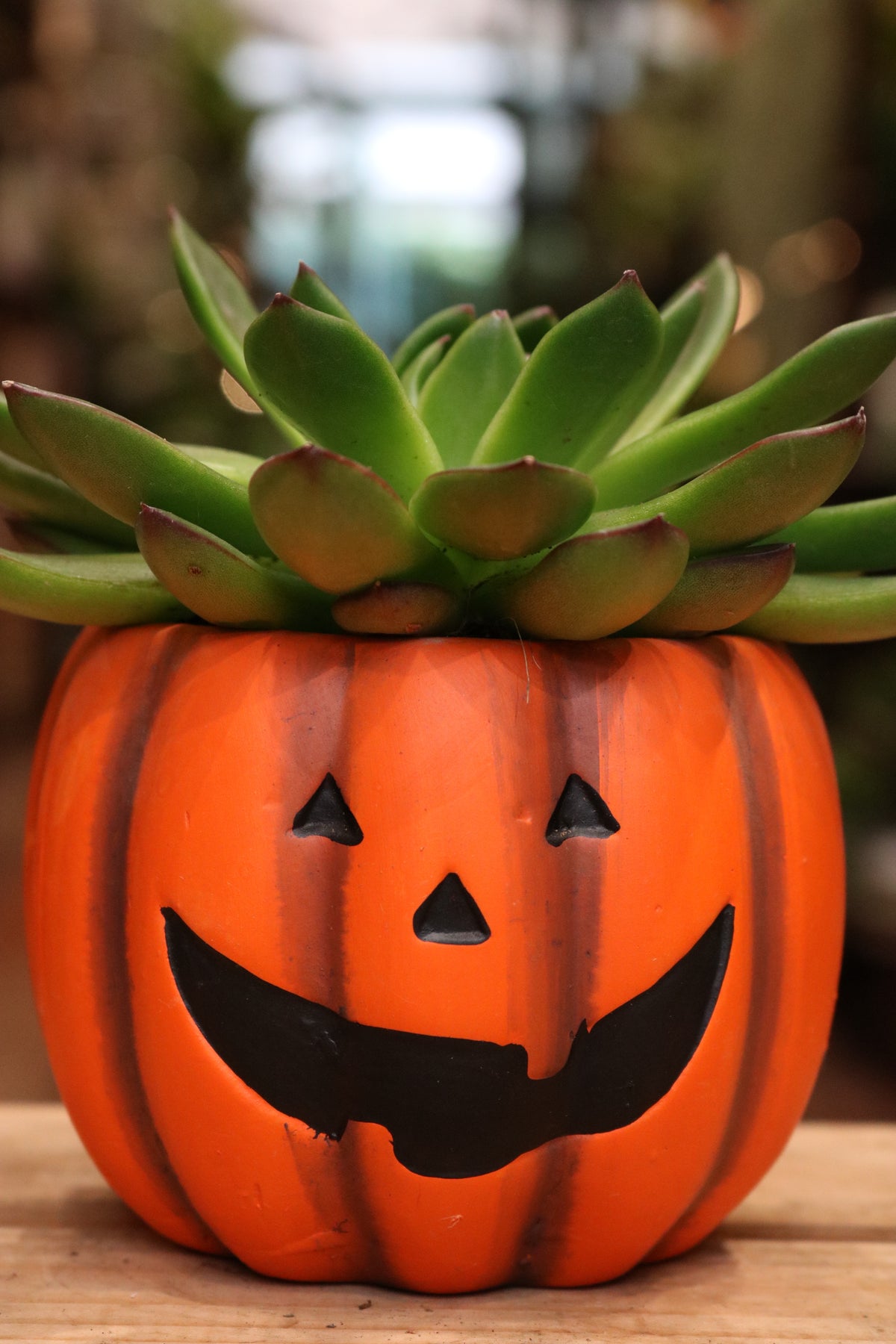 Pumpkin pot with succulent