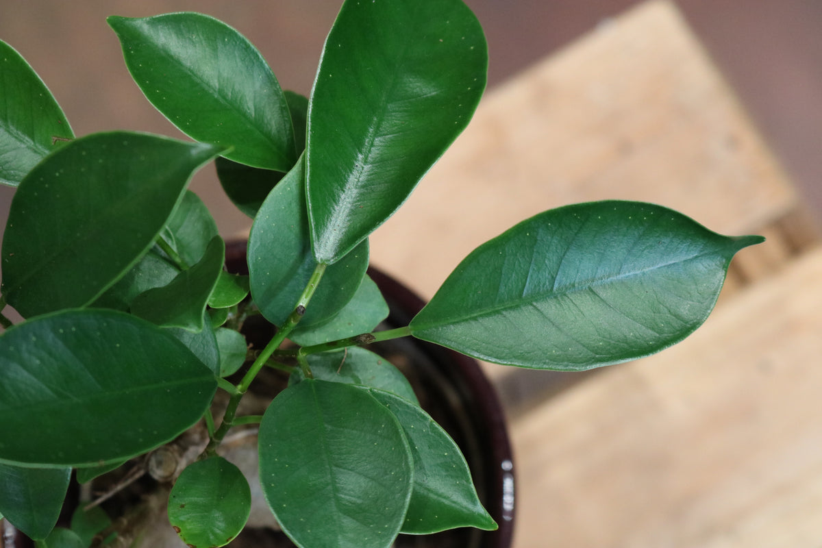 Ficus Ginseng