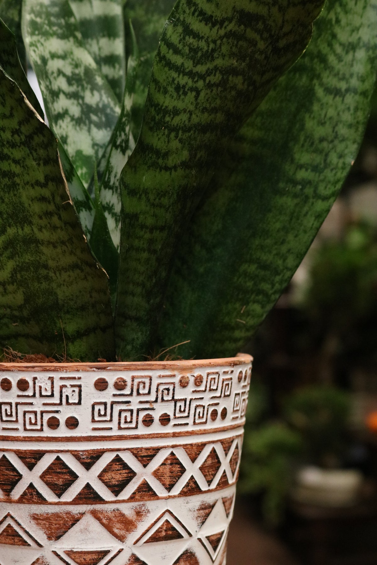 Snake plant with pot