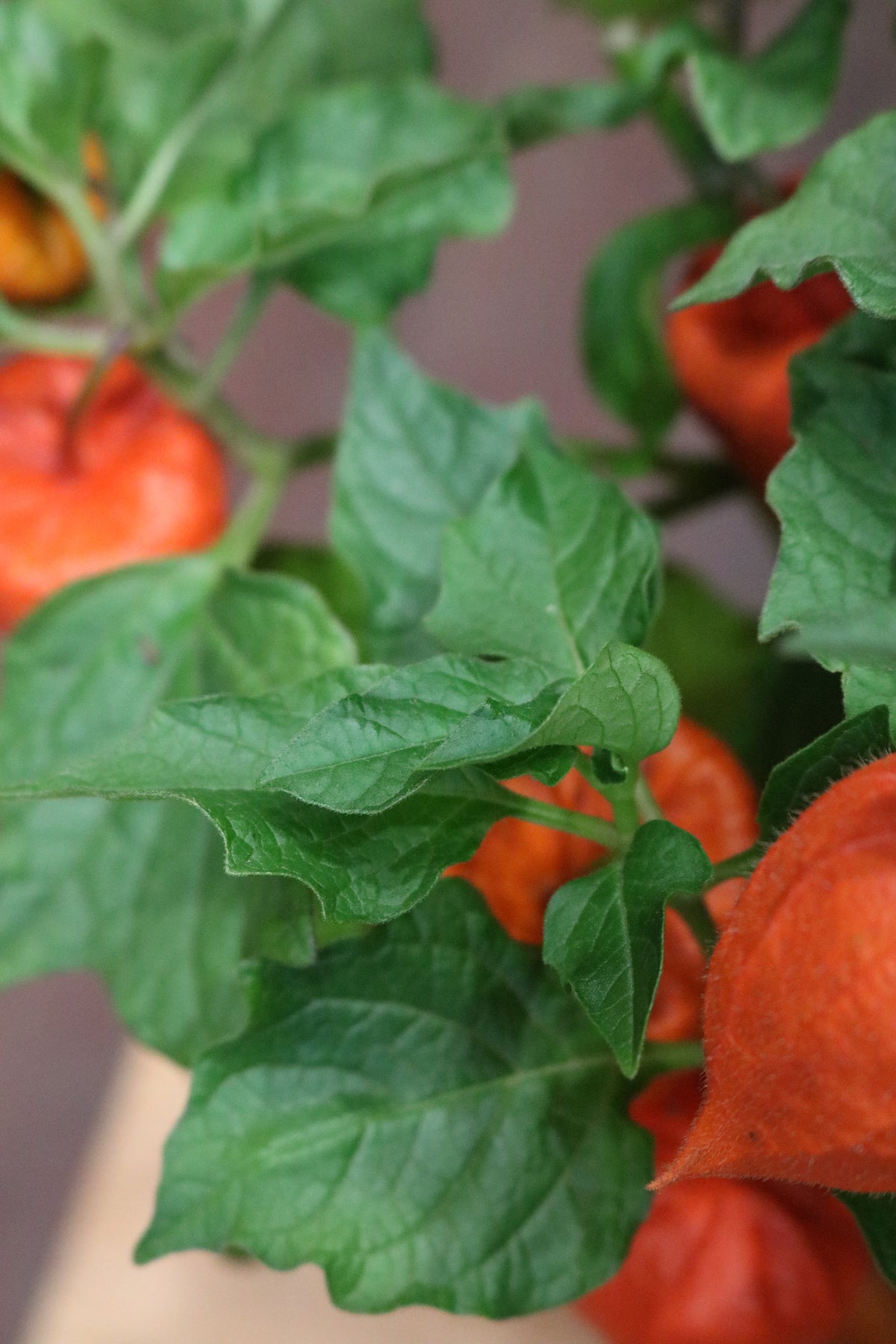 Chinese Lantern