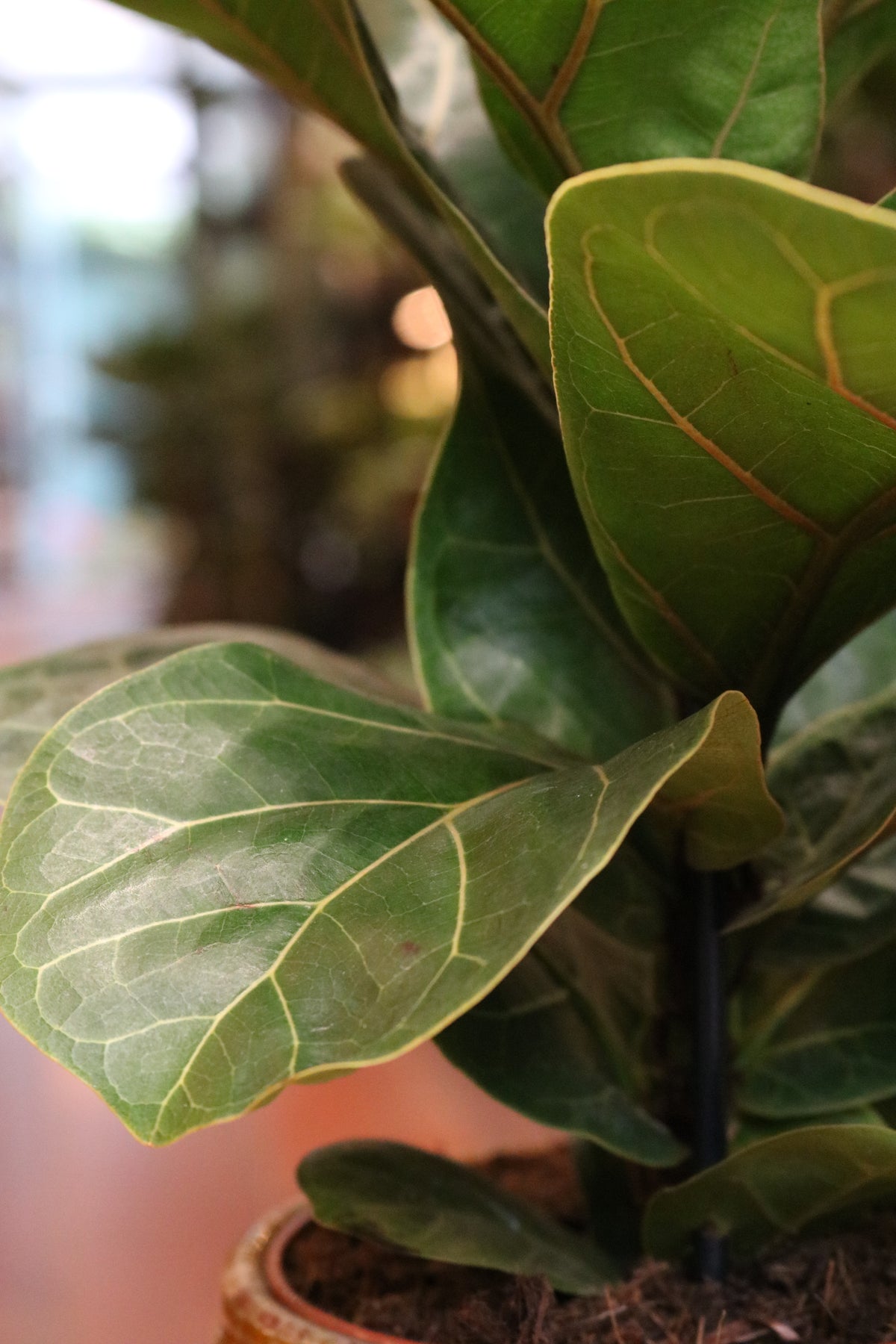 Fiddle Leaf Fig