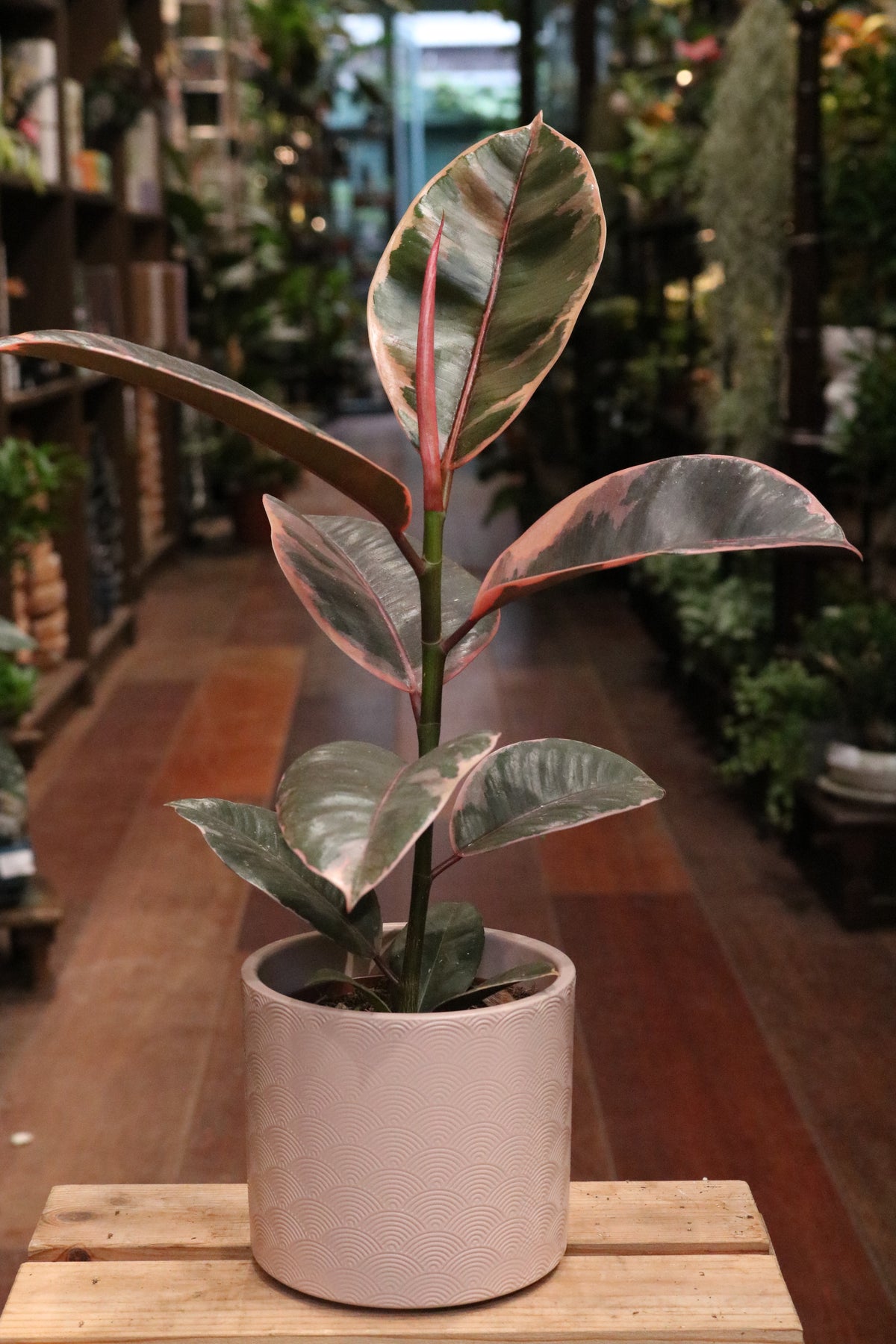 Ficus elastica 'Belize'
