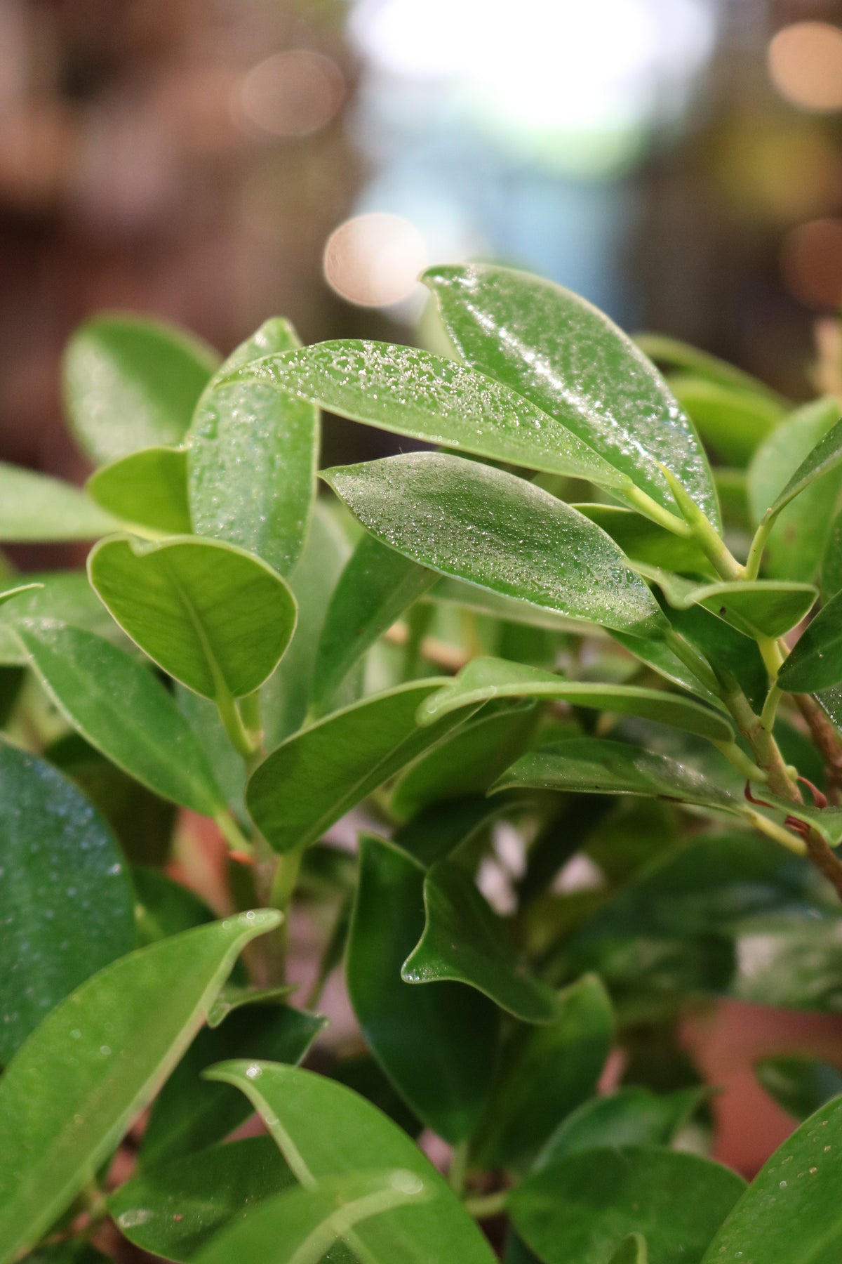 Ficus Bonsai with rock (round pot)
