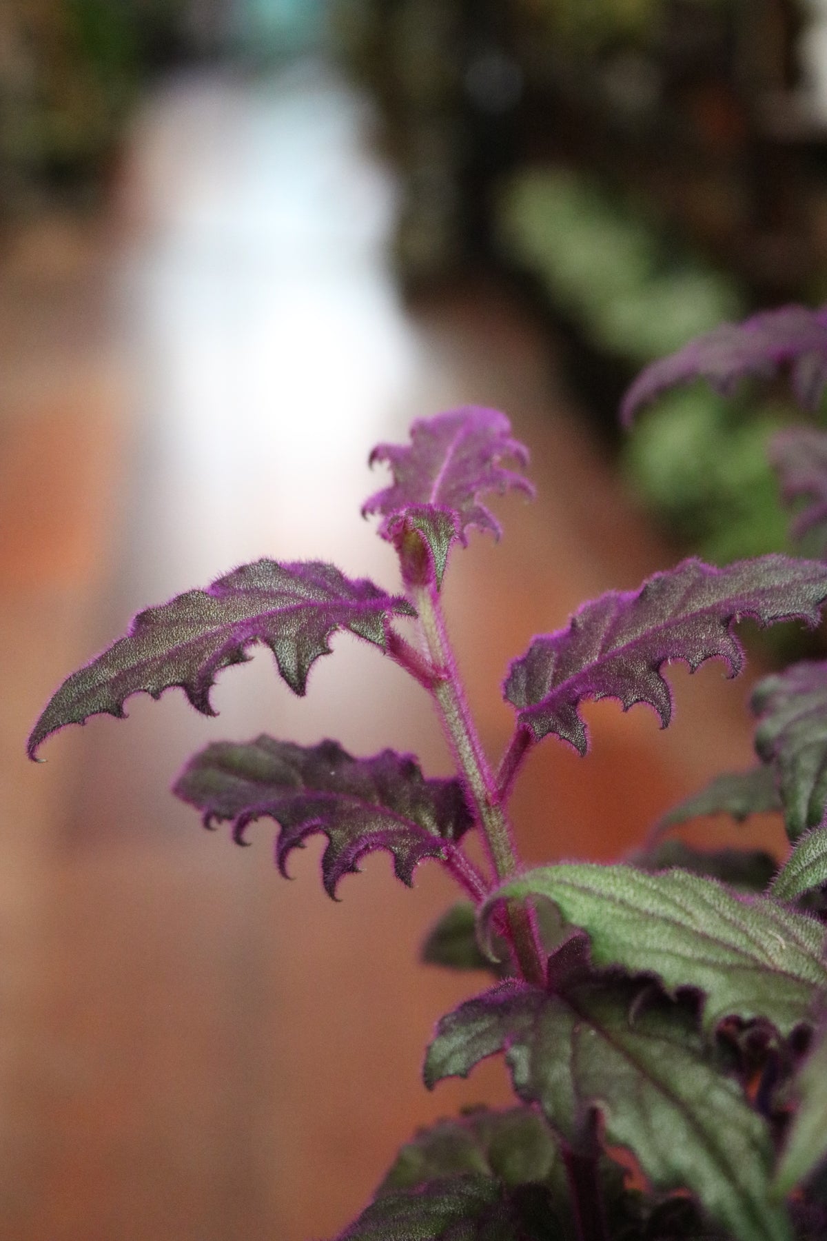 Gynura 'Purple Passion'