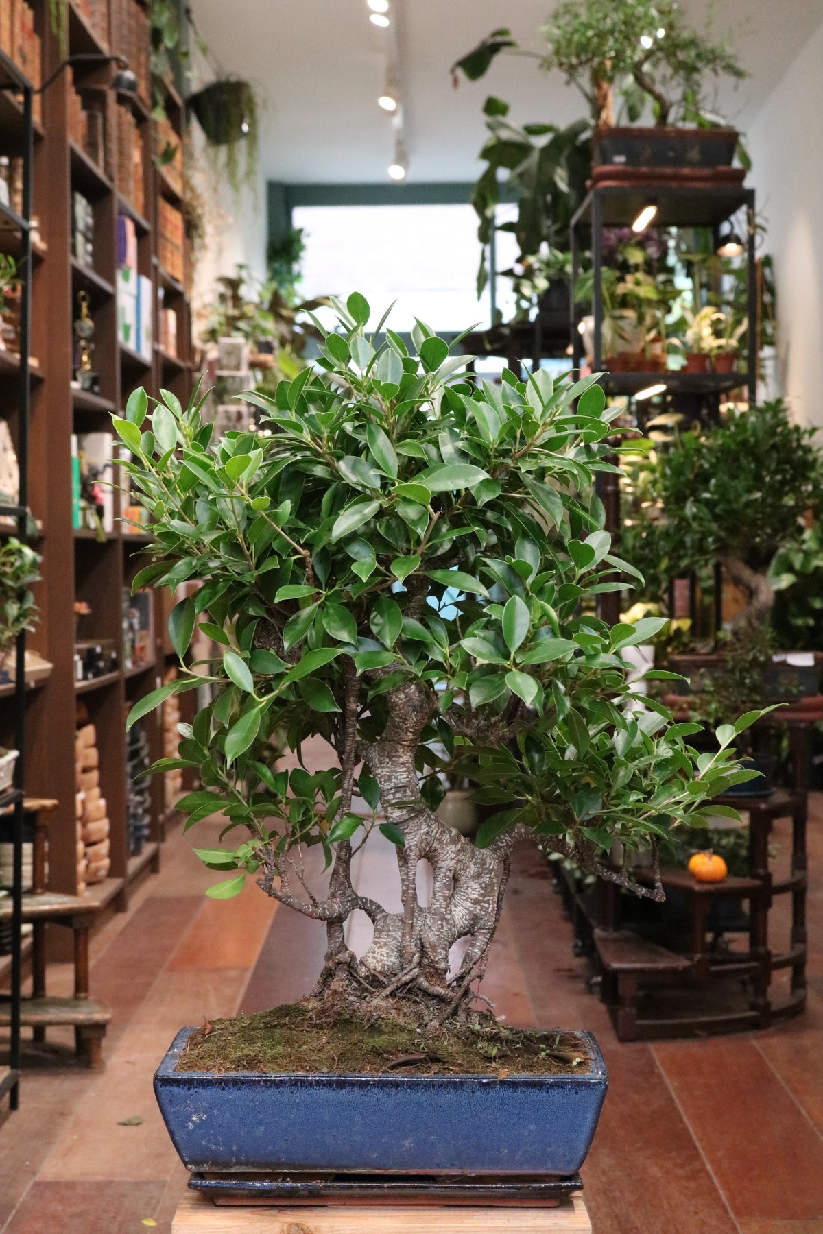 Ficus Bonsai in blue pot (large)