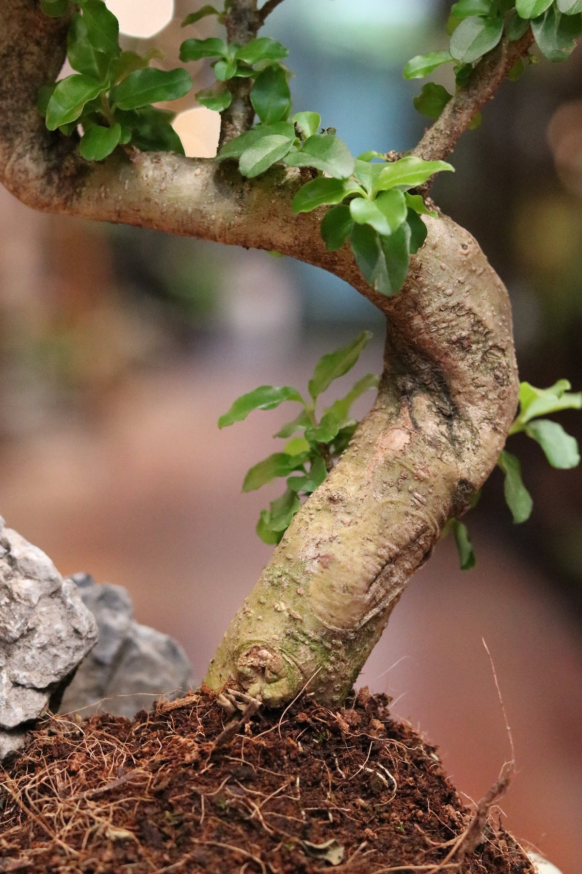 Ligustrum Bonsai (small)