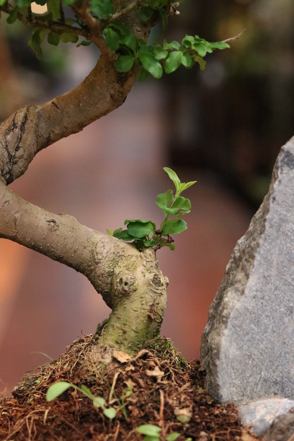 Ligustrum Bonsai with rock