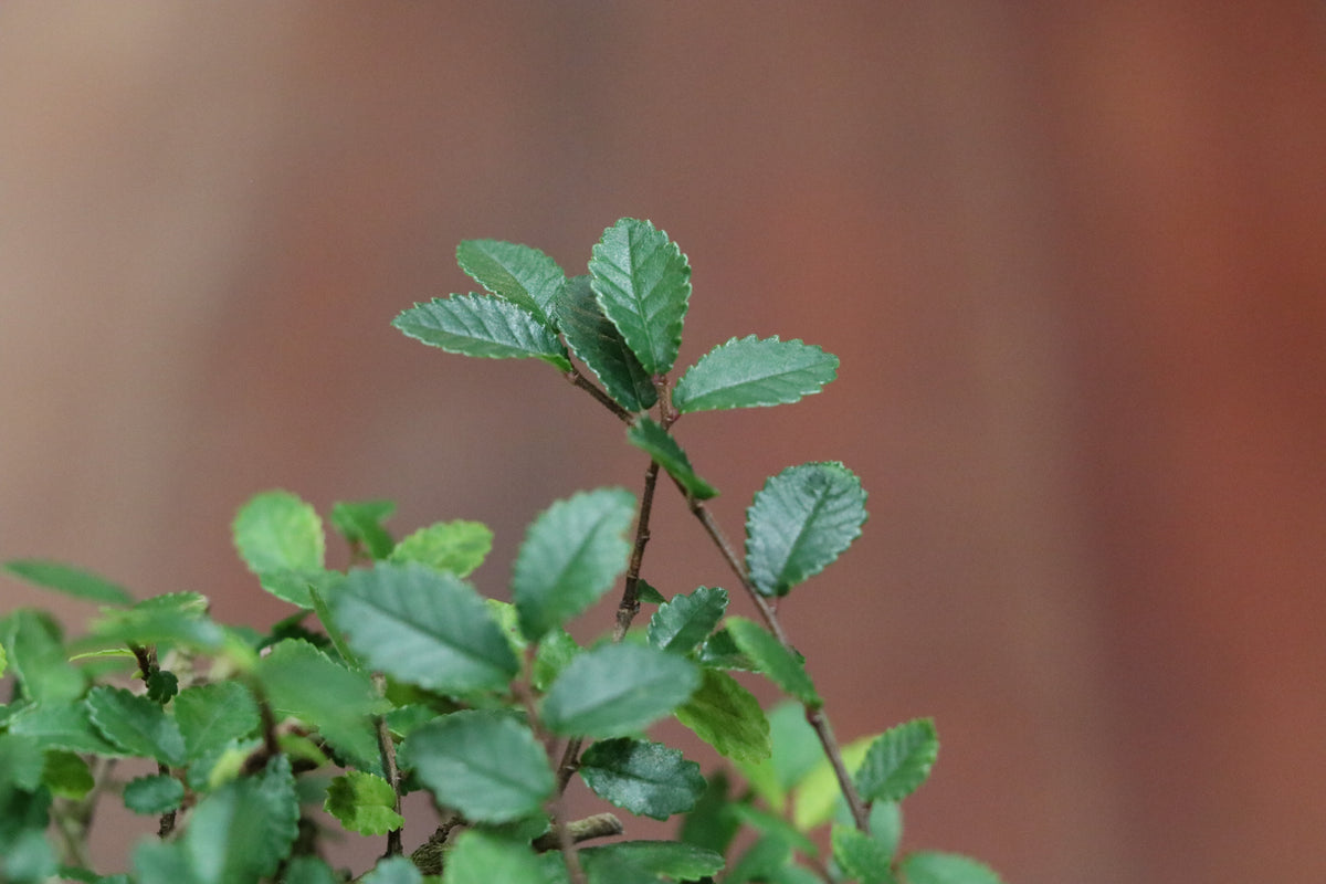 Chinese Elm Bonsai (mini)