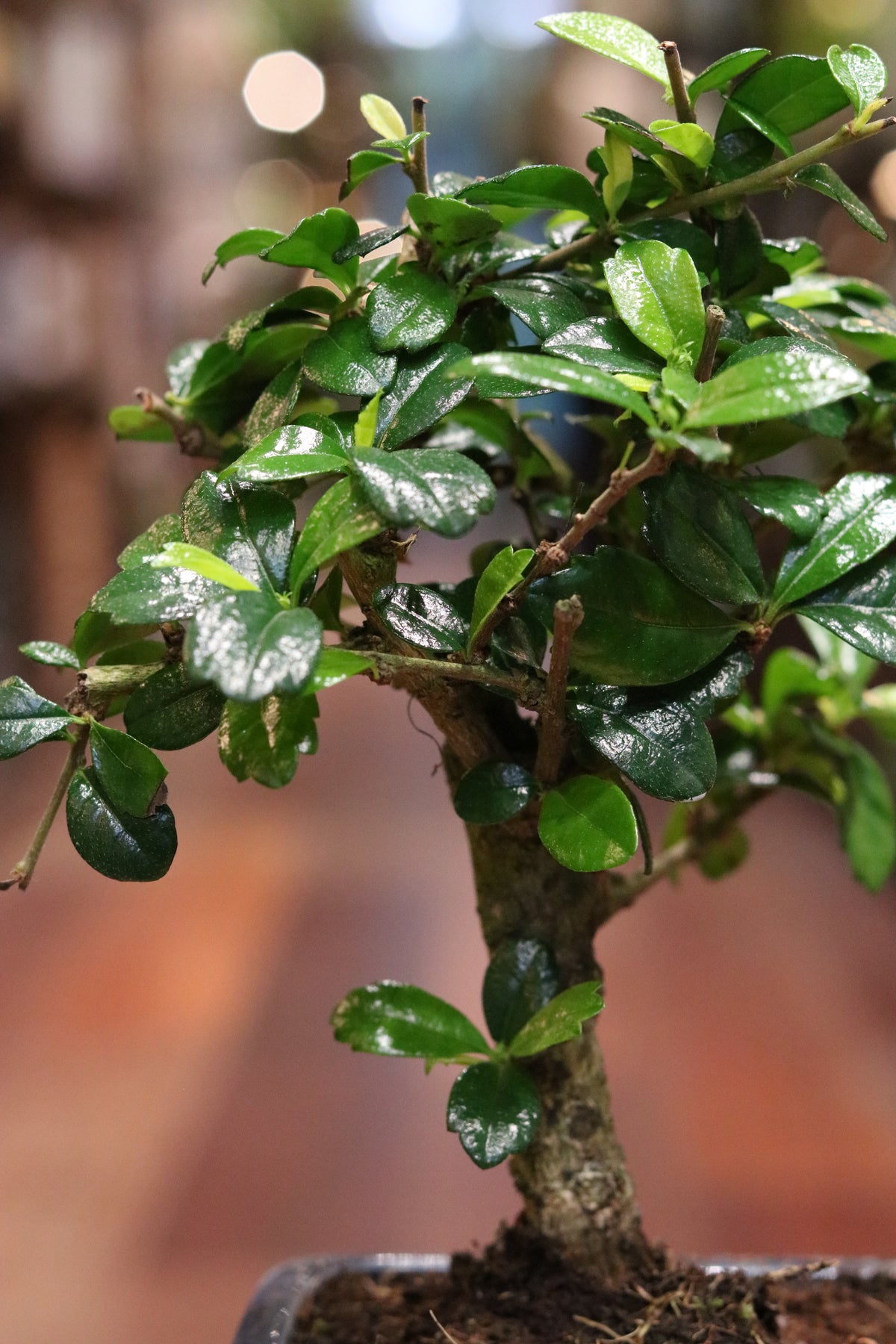 Carmona Bonsai (mini)