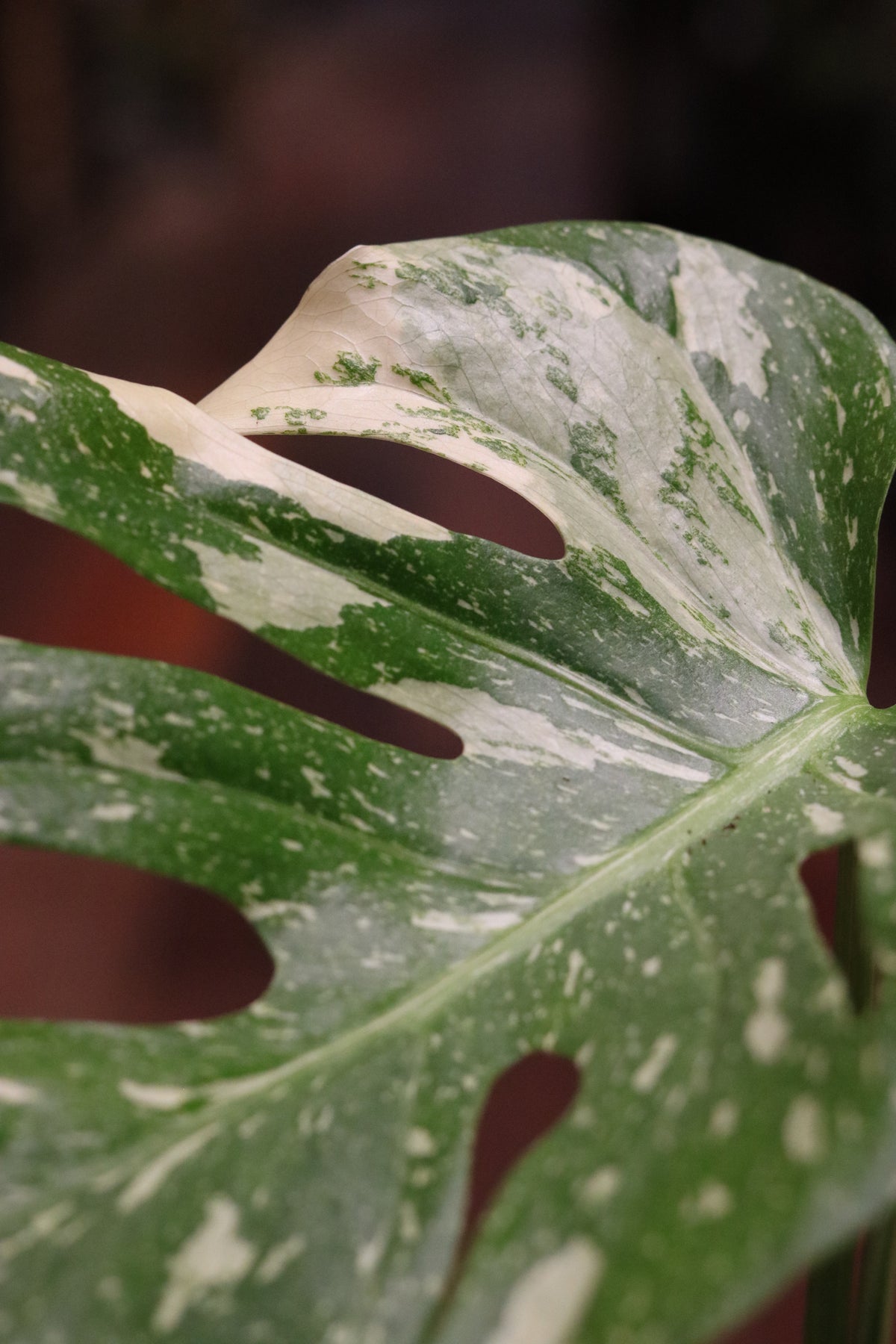 Monstera deliciosa 'Thai Constellation' (medium)