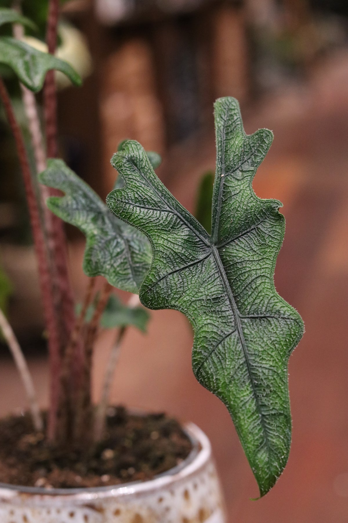 Alocasia Zebrina