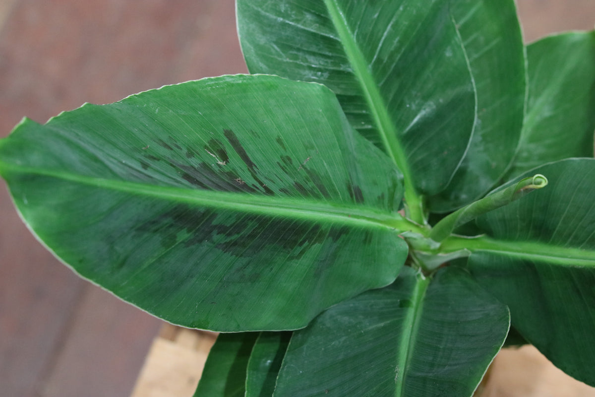 Musa Banana Plant