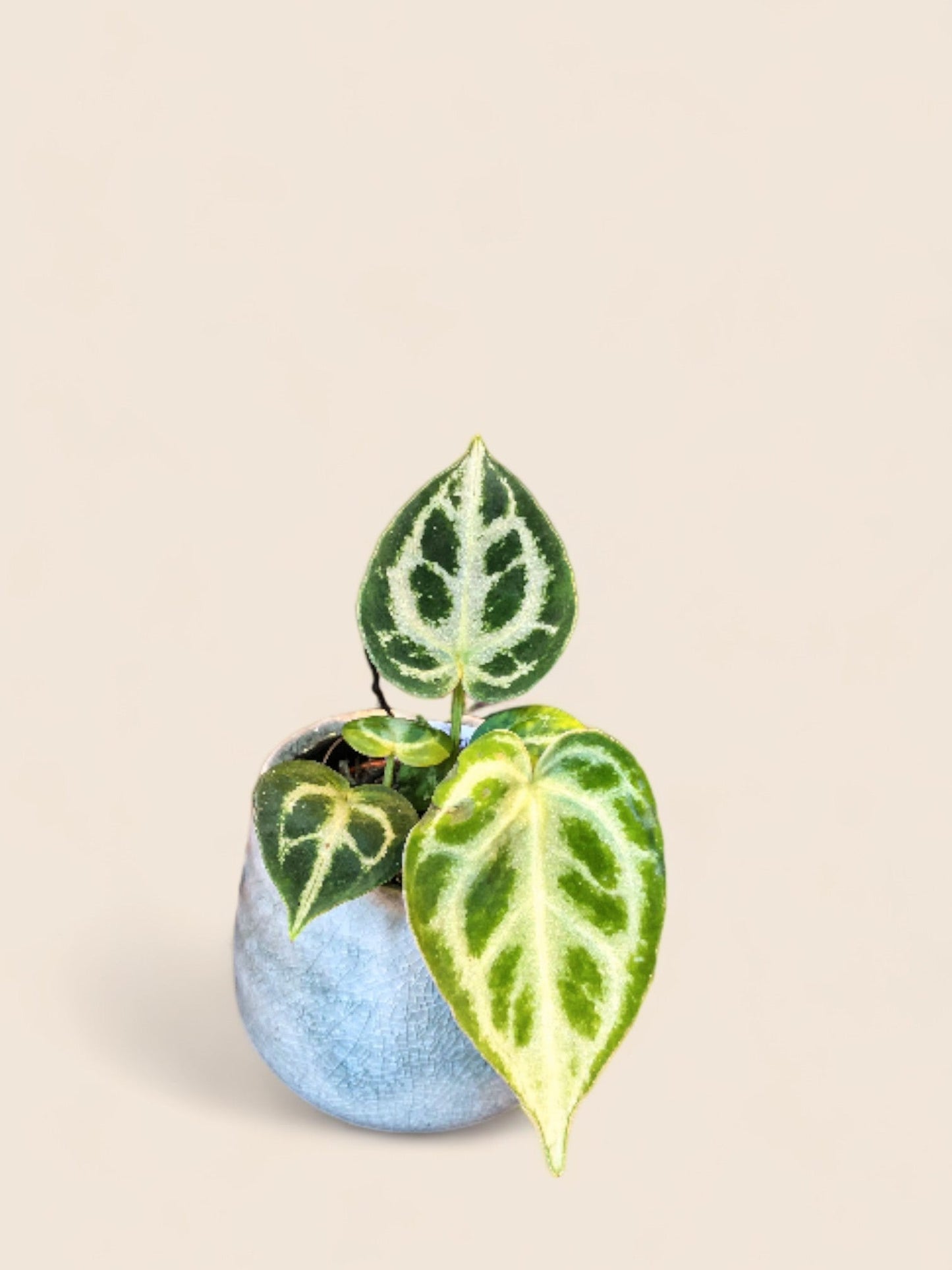 Anthurium Silver Blush