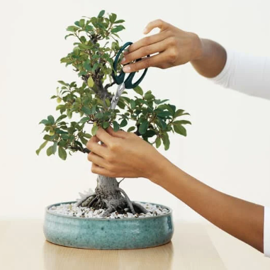 Bonsai Workshop | For Beginners | 01 Nov, Saturday 19:00 pm