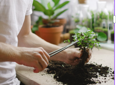 Bonsai workshop prepayment