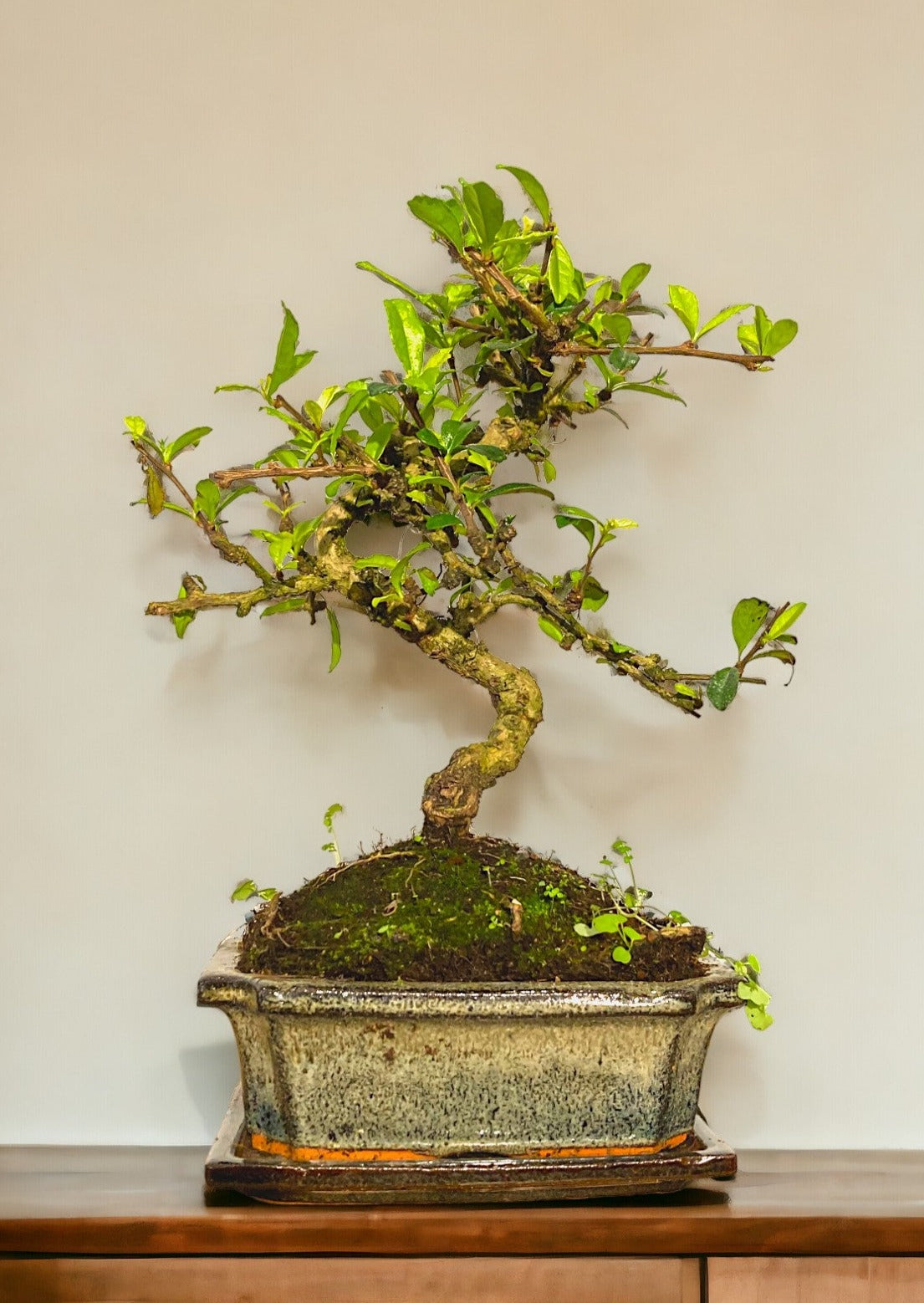 Carmona Bonsai | Moyogi-stijl (S-vormige, informele rechtopstaande stijl)