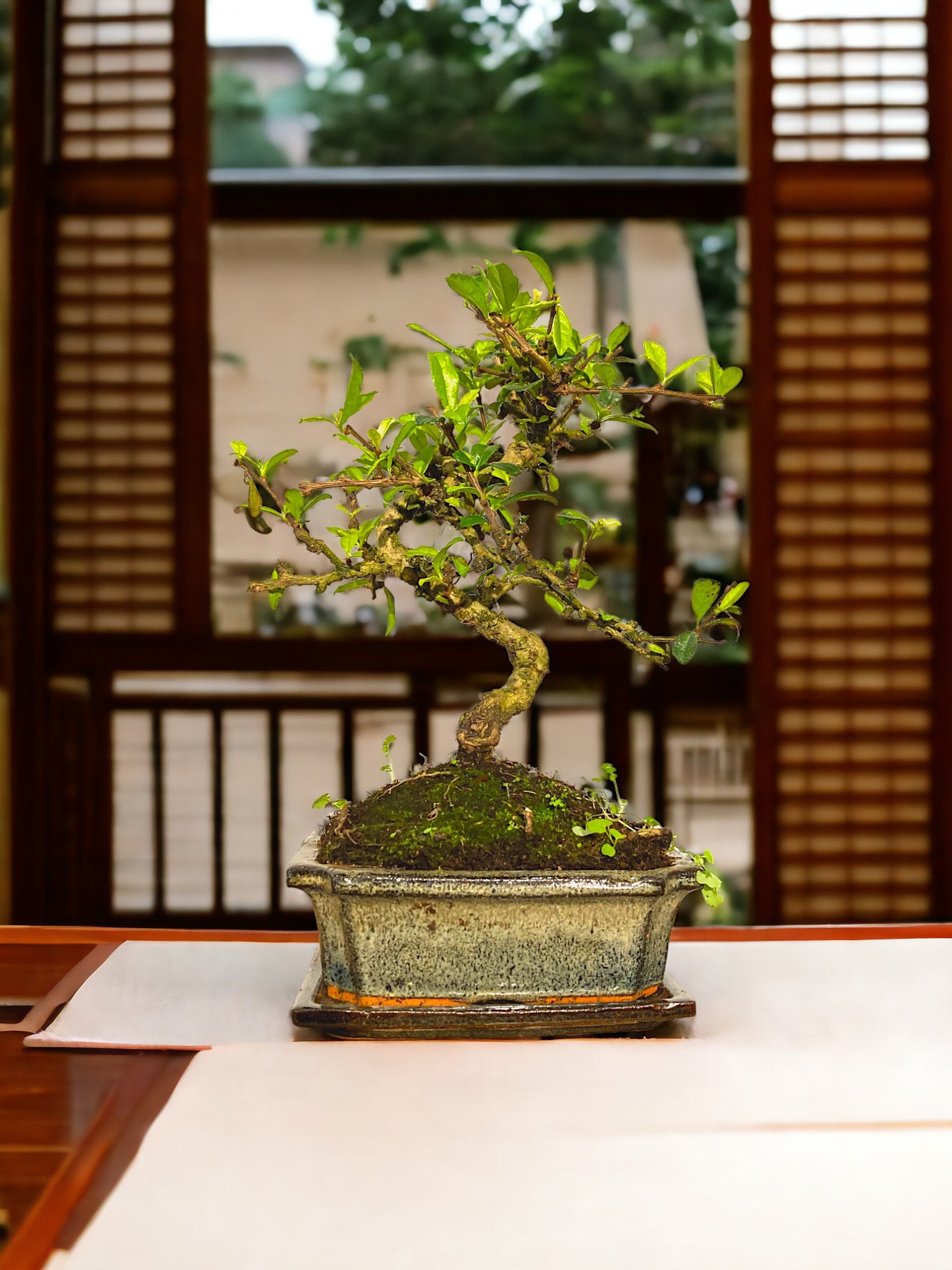 Carmona Bonsai | Moyogi-stijl (S-vormige, informele rechtopstaande stijl)