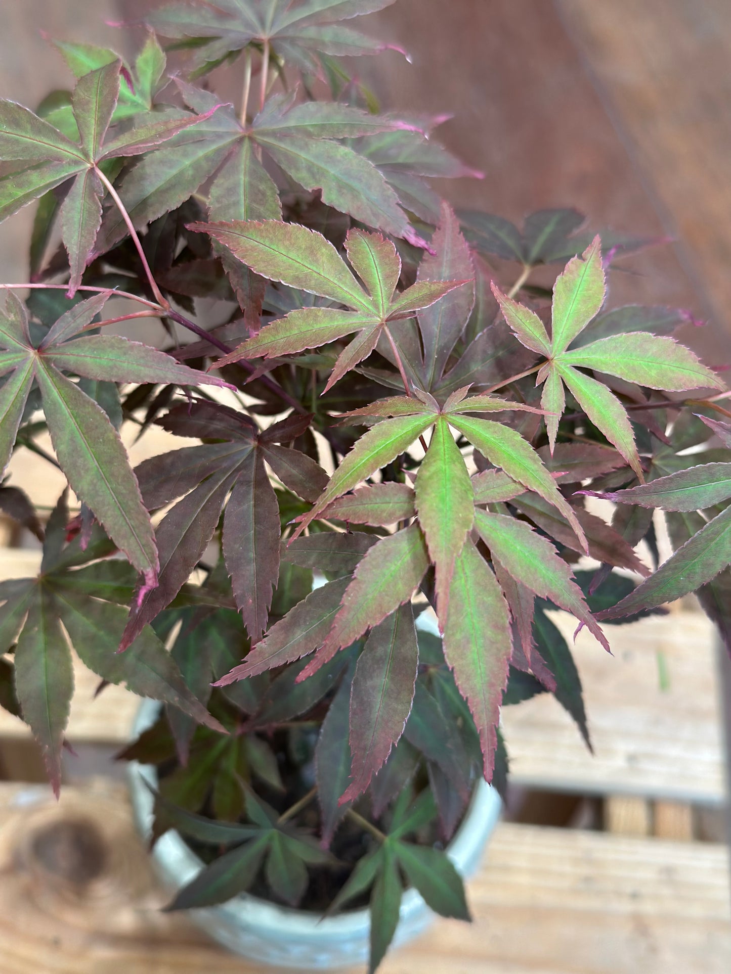 Acer Bonsai (small)