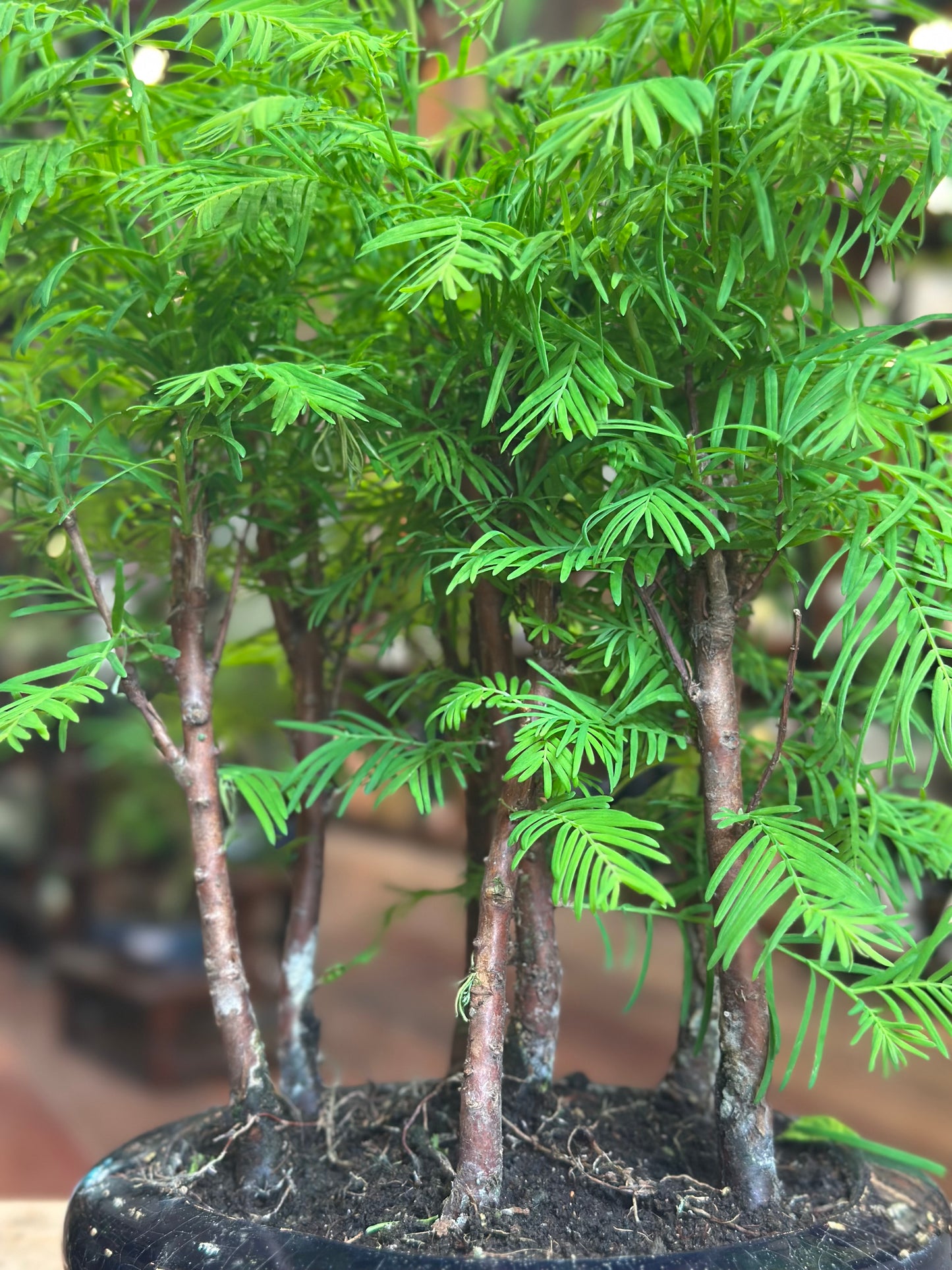 Redwood Bonsai (round pot)